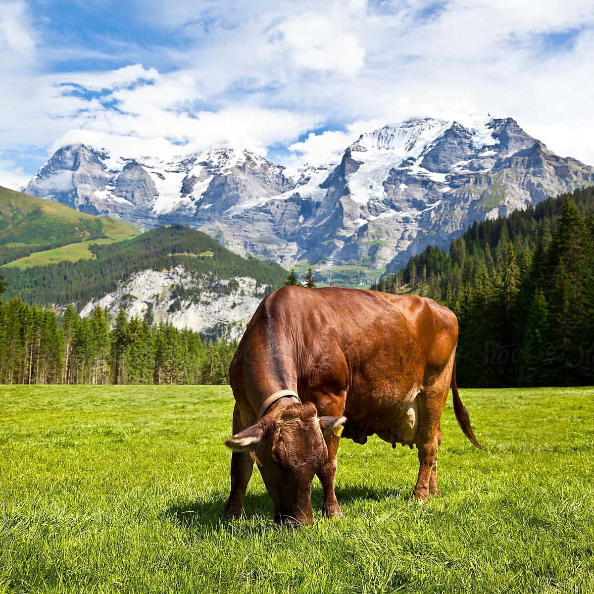 Brown Swiss Cow, green meadow, snow-capped mountains, SD Desktop Wallpaper