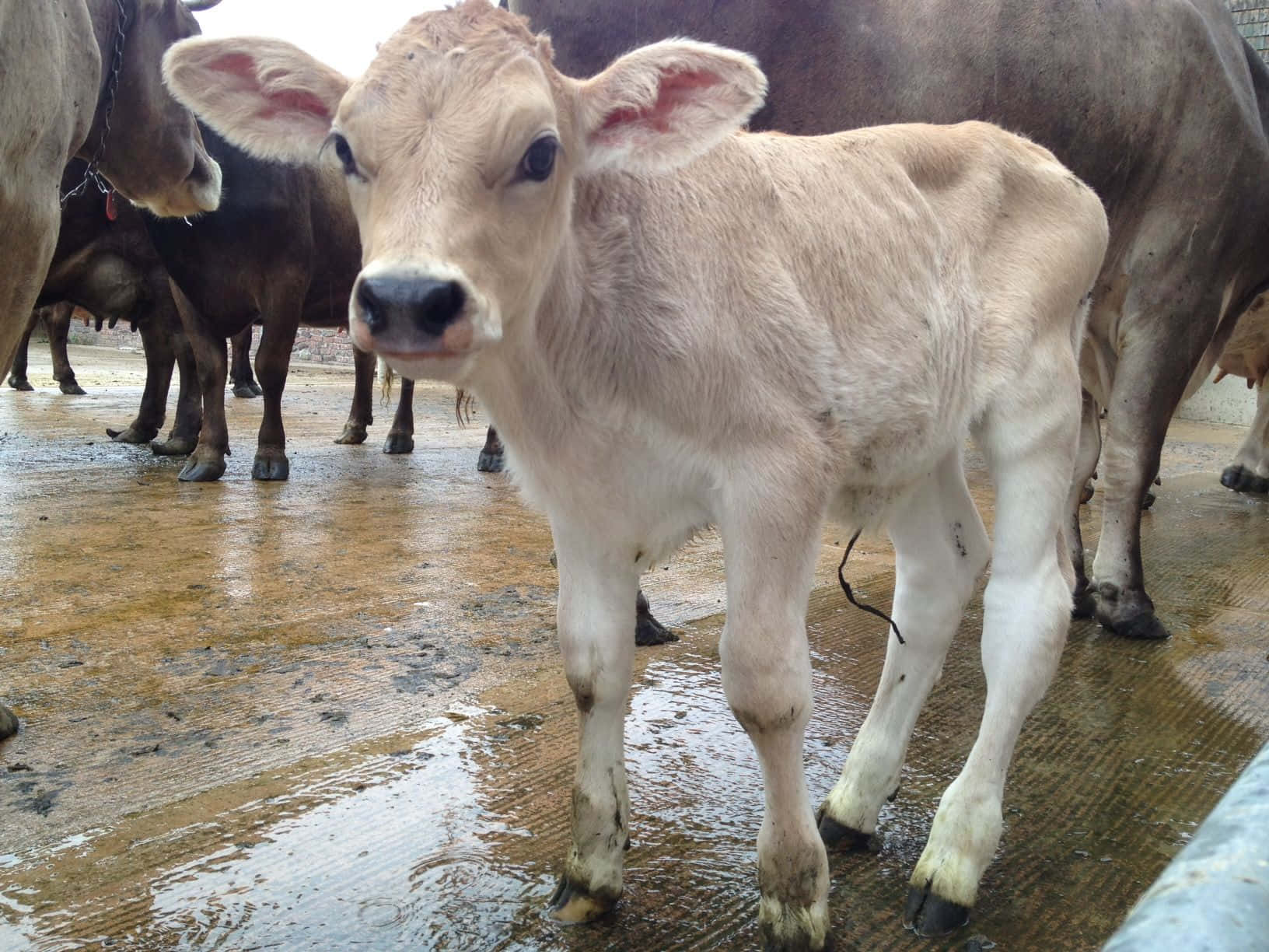 Brown Swiss Cow, light brown calf, shallow muddy water, HD Desktop Wallpaper