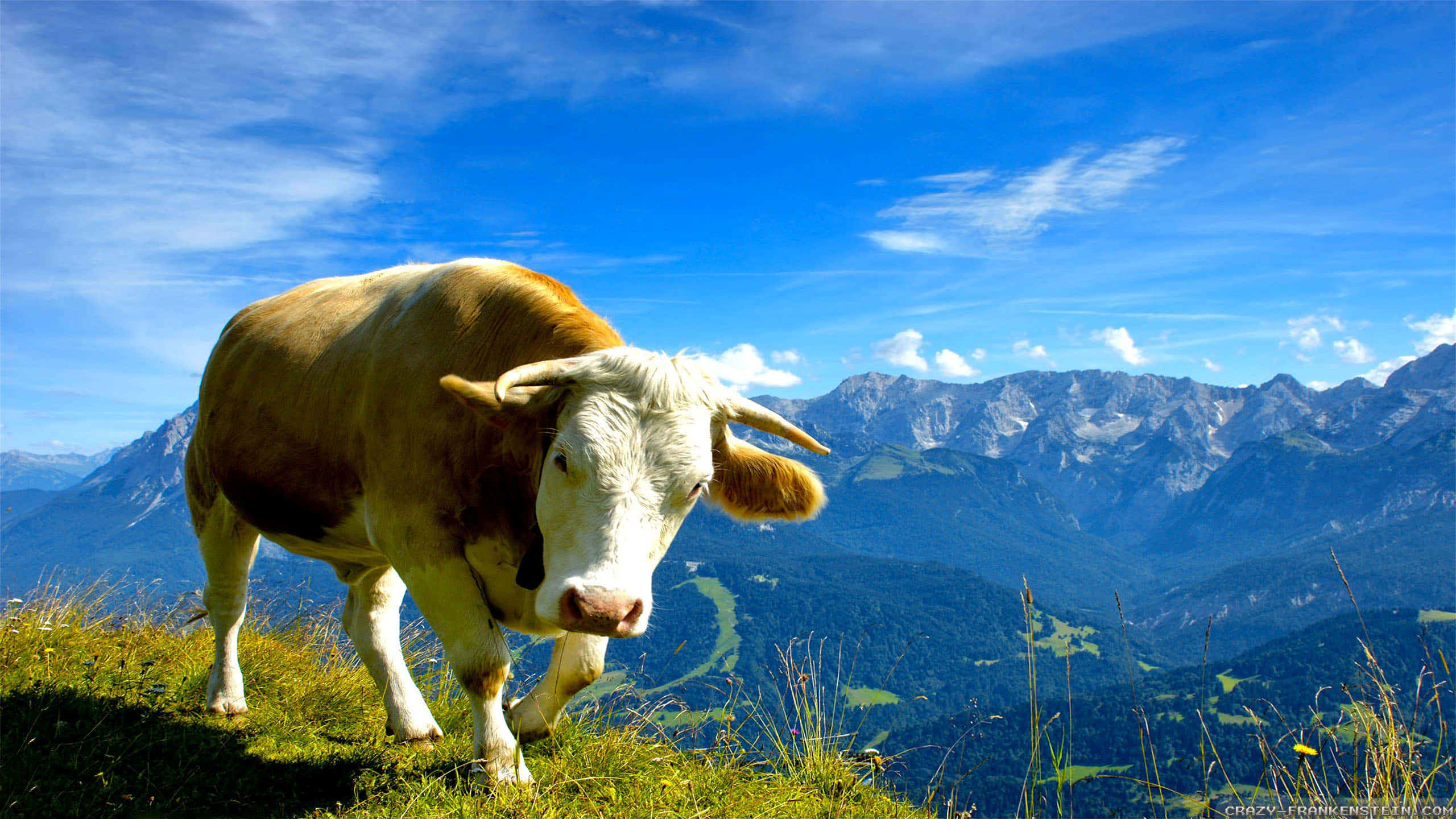 Brown Swiss Cow, lush green field, sunlit grassy hill, 2K Desktop Wallpaper