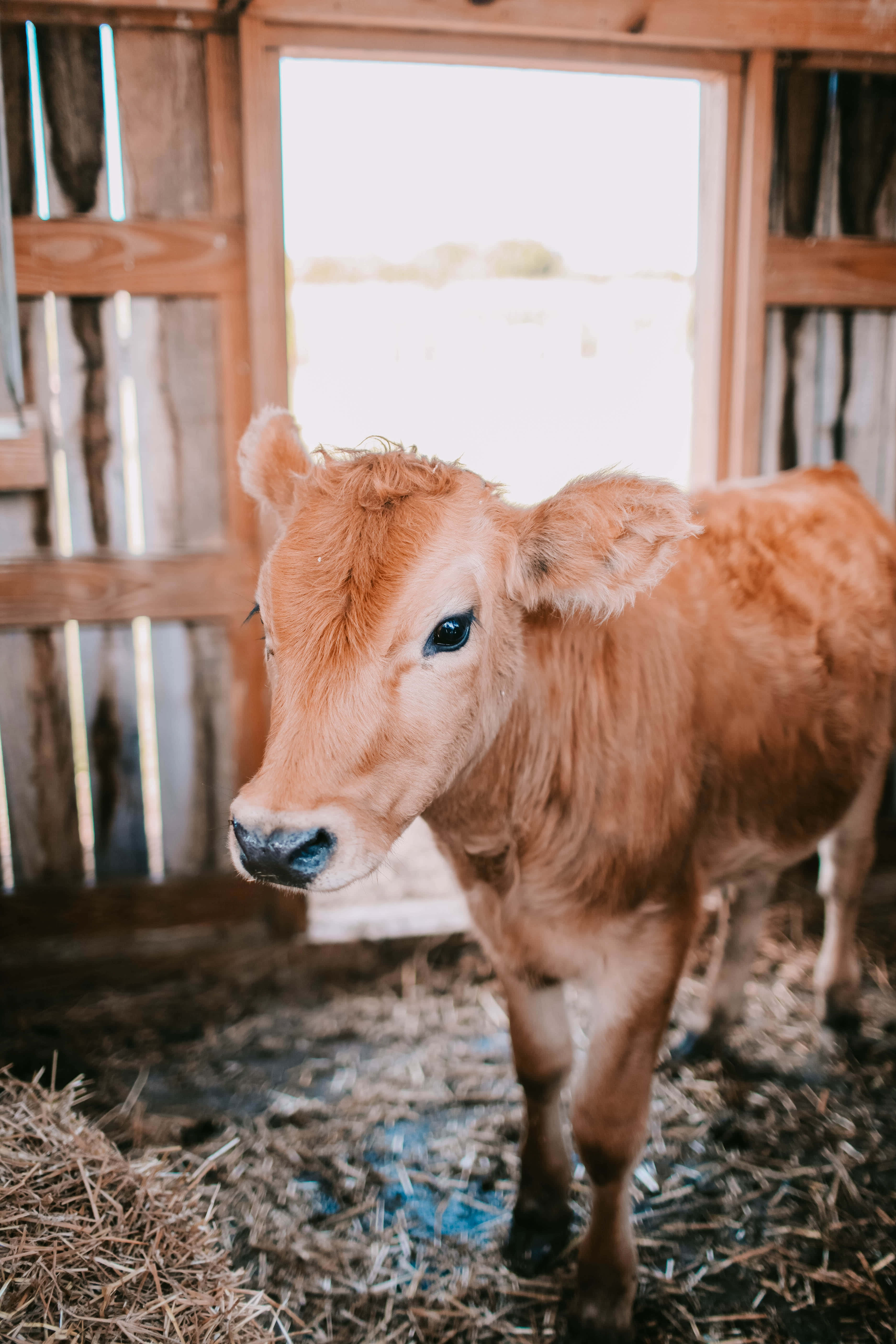 brown calf, soft fur, curious eyes, 5K Phone Wallpaper
