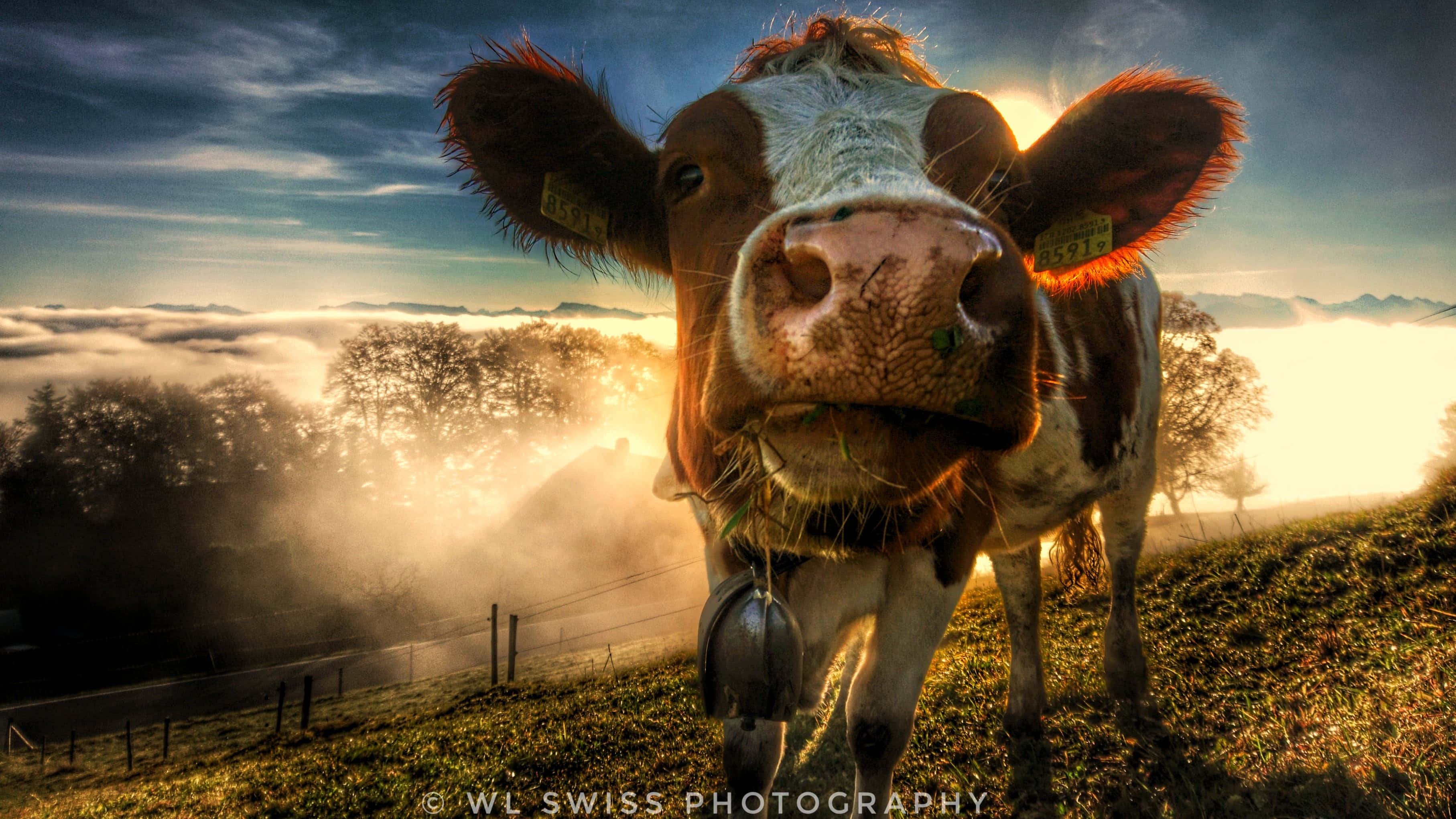 Brown Swiss Cow, ear tags, grassy hill, 2K Desktop Wallpaper
