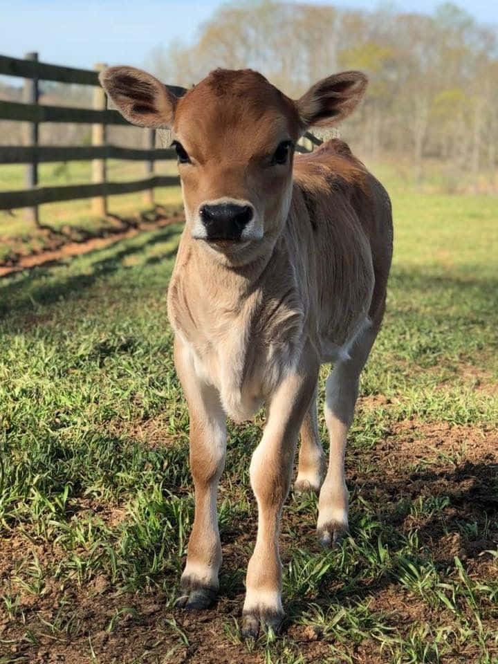brown calf, sunlit grassy field, wooden fence, SD Phone Wallpaper