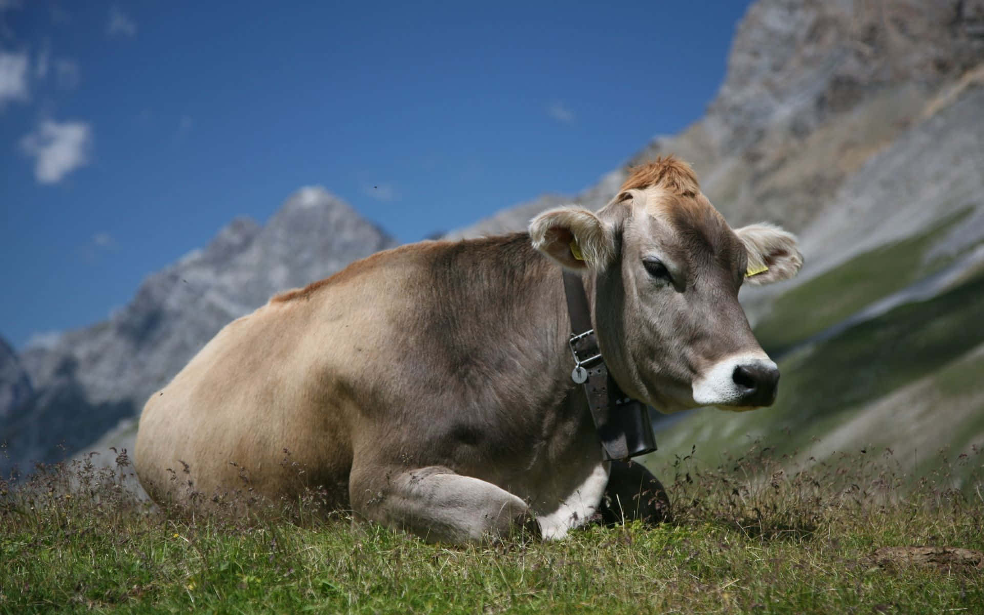 Brown Swiss Cow, green meadow, sunlit grassy slope, Full HD Desktop Wallpaper