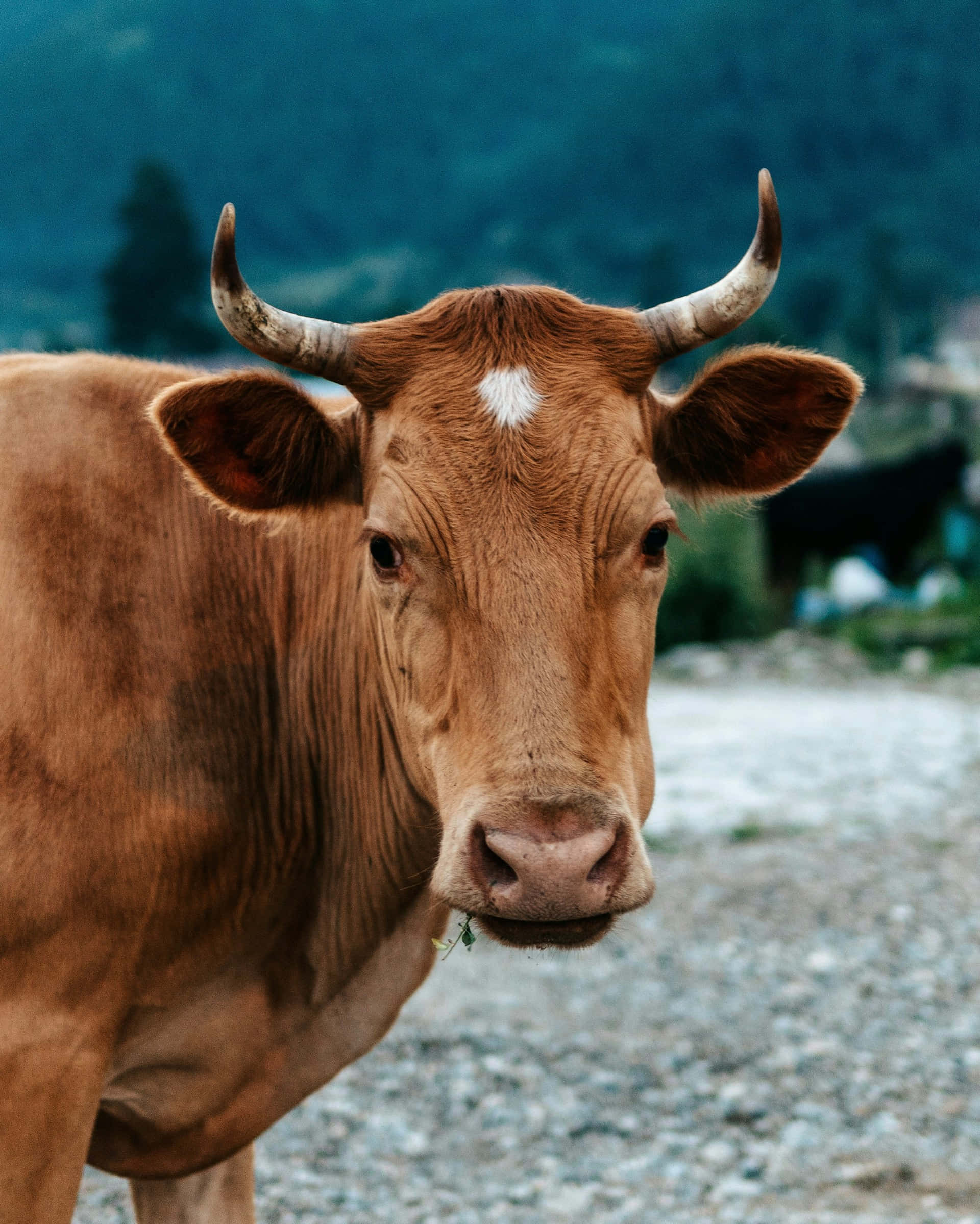 brown cow, curved horns, white forehead marking, Full HD Phone Wallpaper