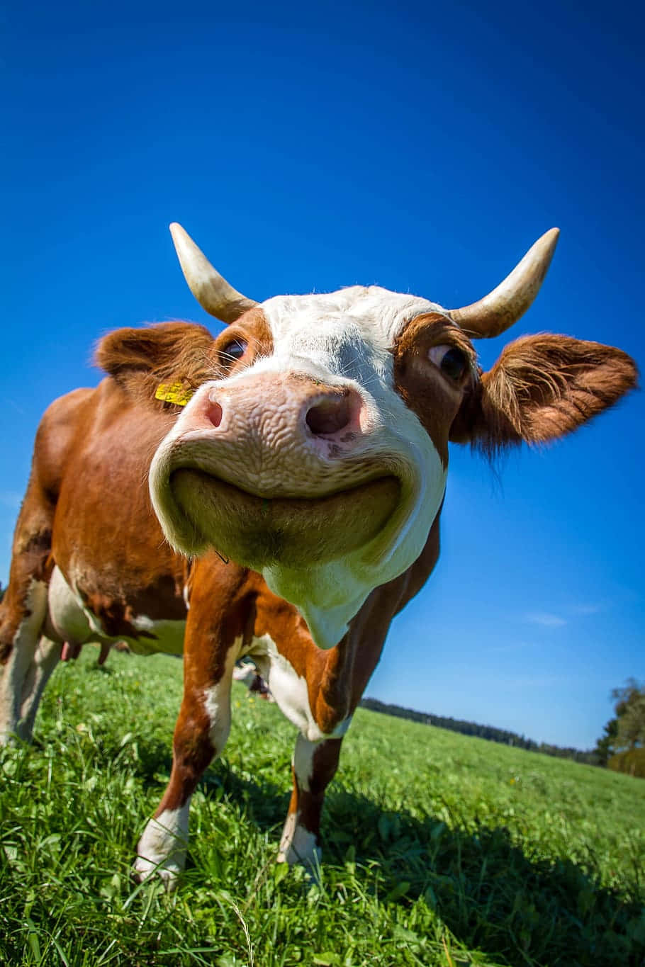 Brown Swiss Cow, curved horns, sunlit green field, HD Phone Wallpaper