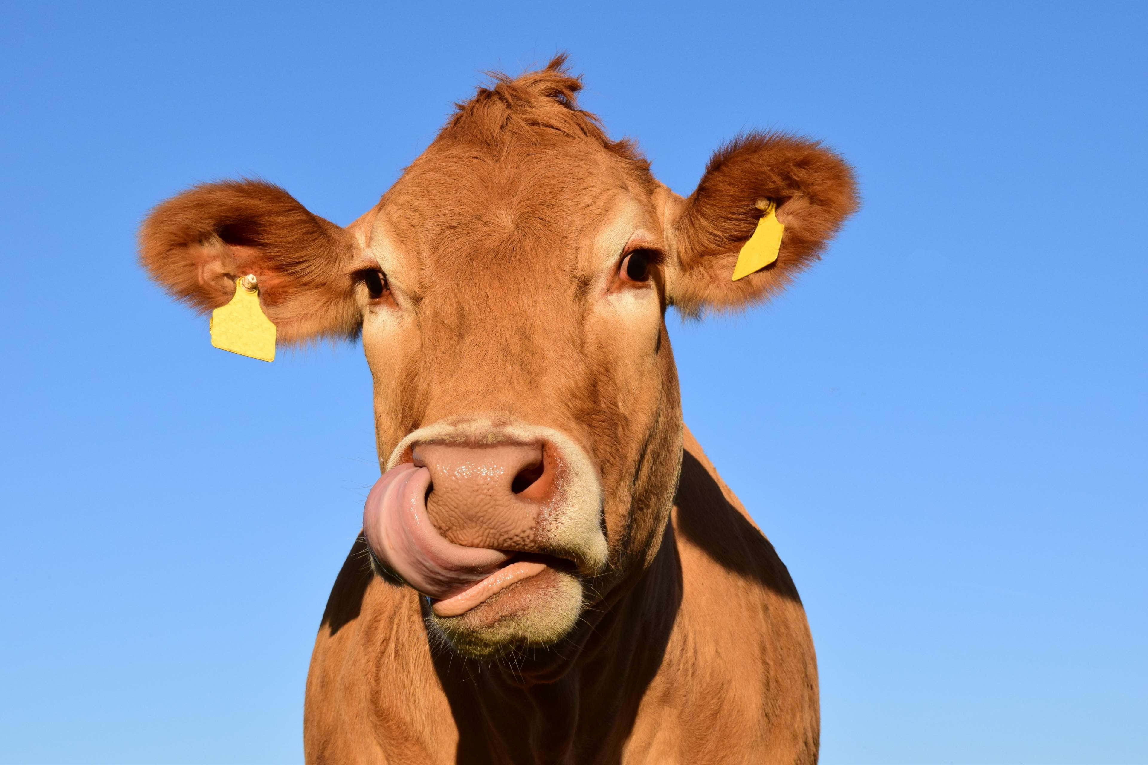 Brown Swiss Cow, yellow ear tags, clear blue sky, 4K Desktop Wallpaper