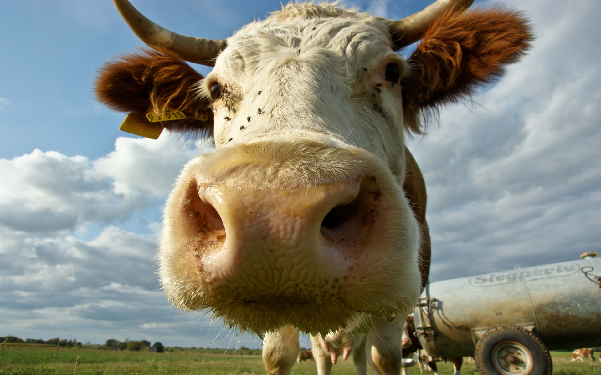Brown Swiss Cow, grassy field, partly cloudy sky, Full HD Desktop Wallpaper