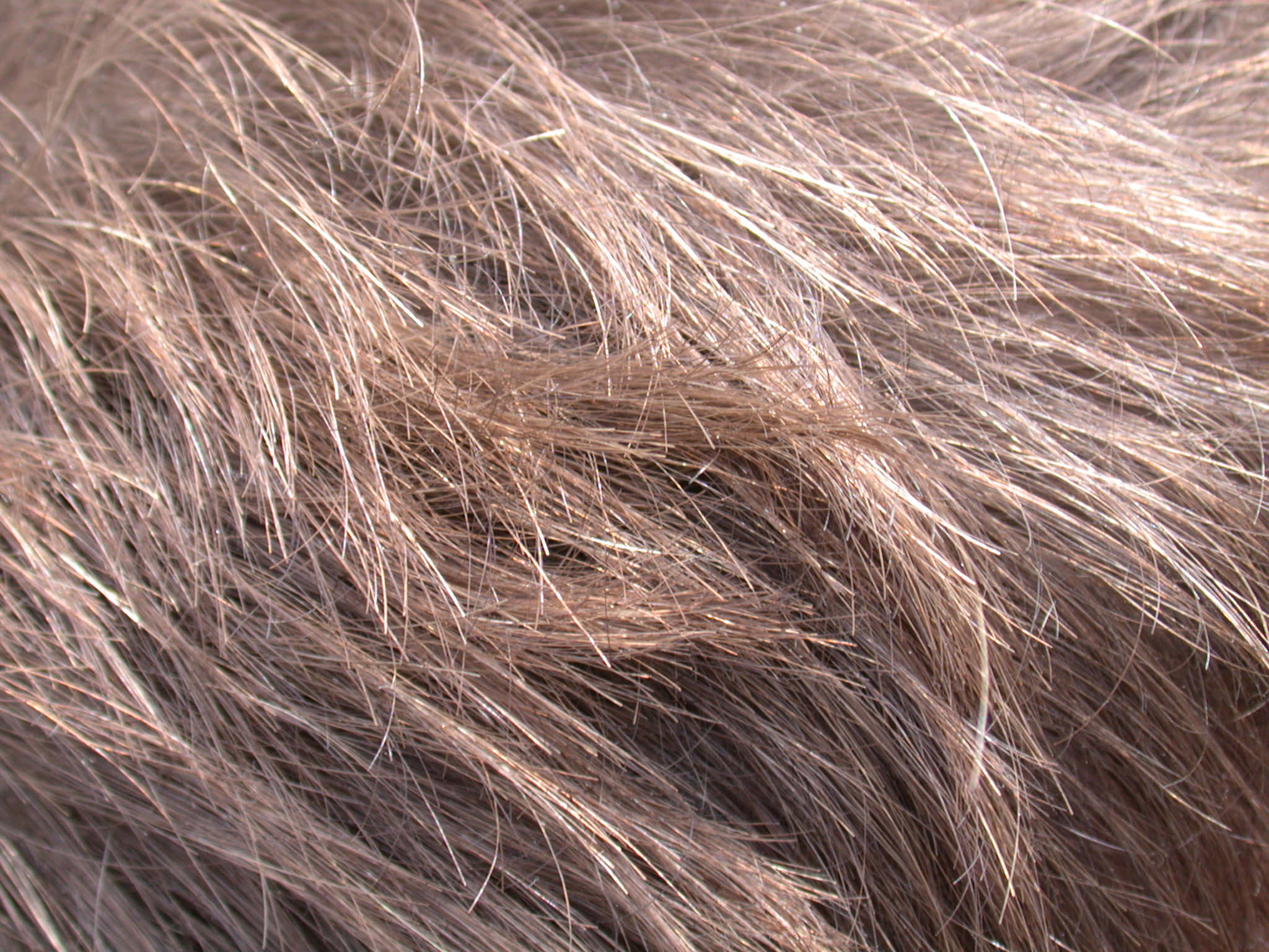 brown, textured hair, soft brown hair strands, Full HD Desktop Wallpaper