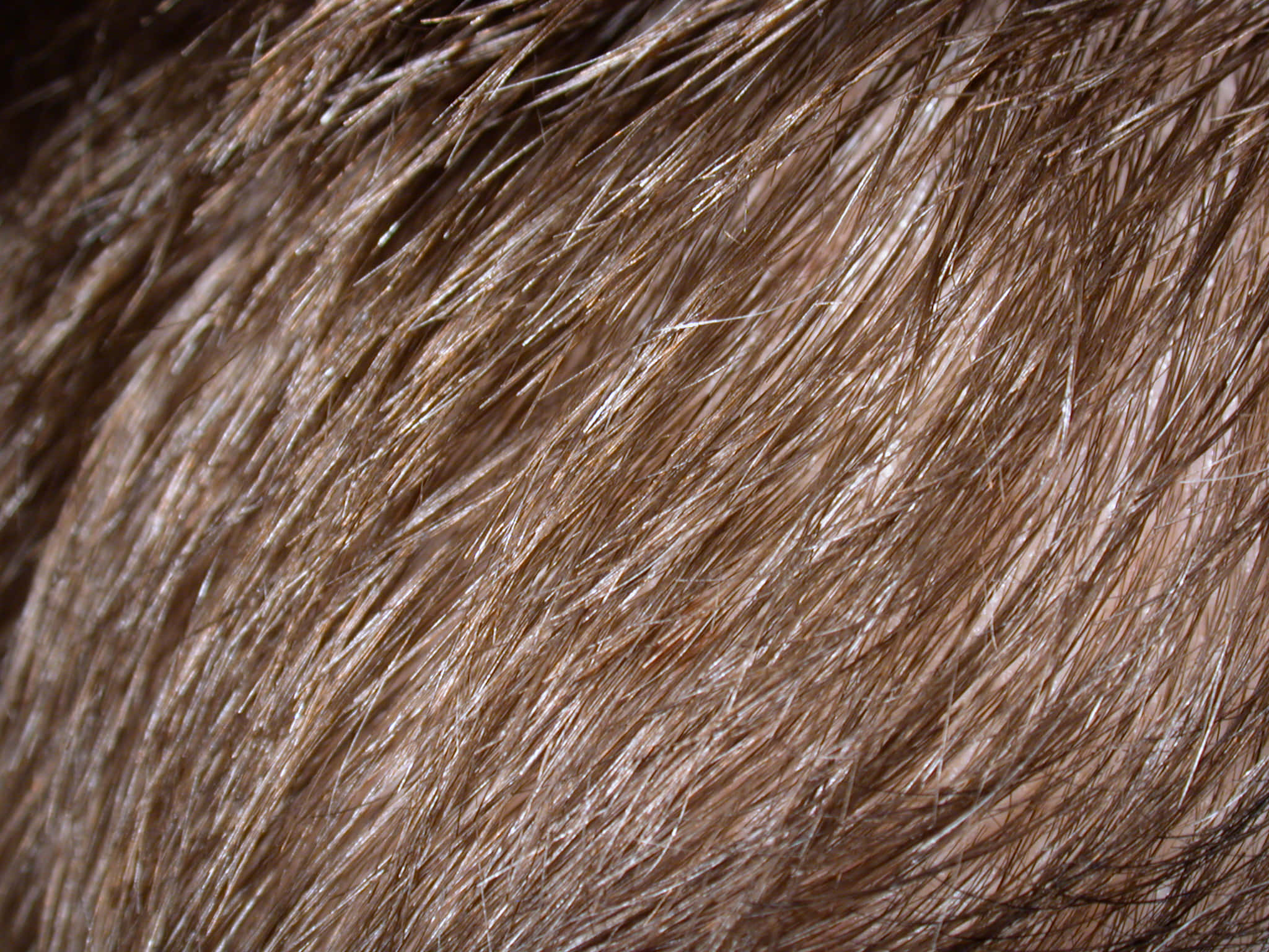 light brown hair, soft light, subtle highlights, Full HD Desktop Wallpaper