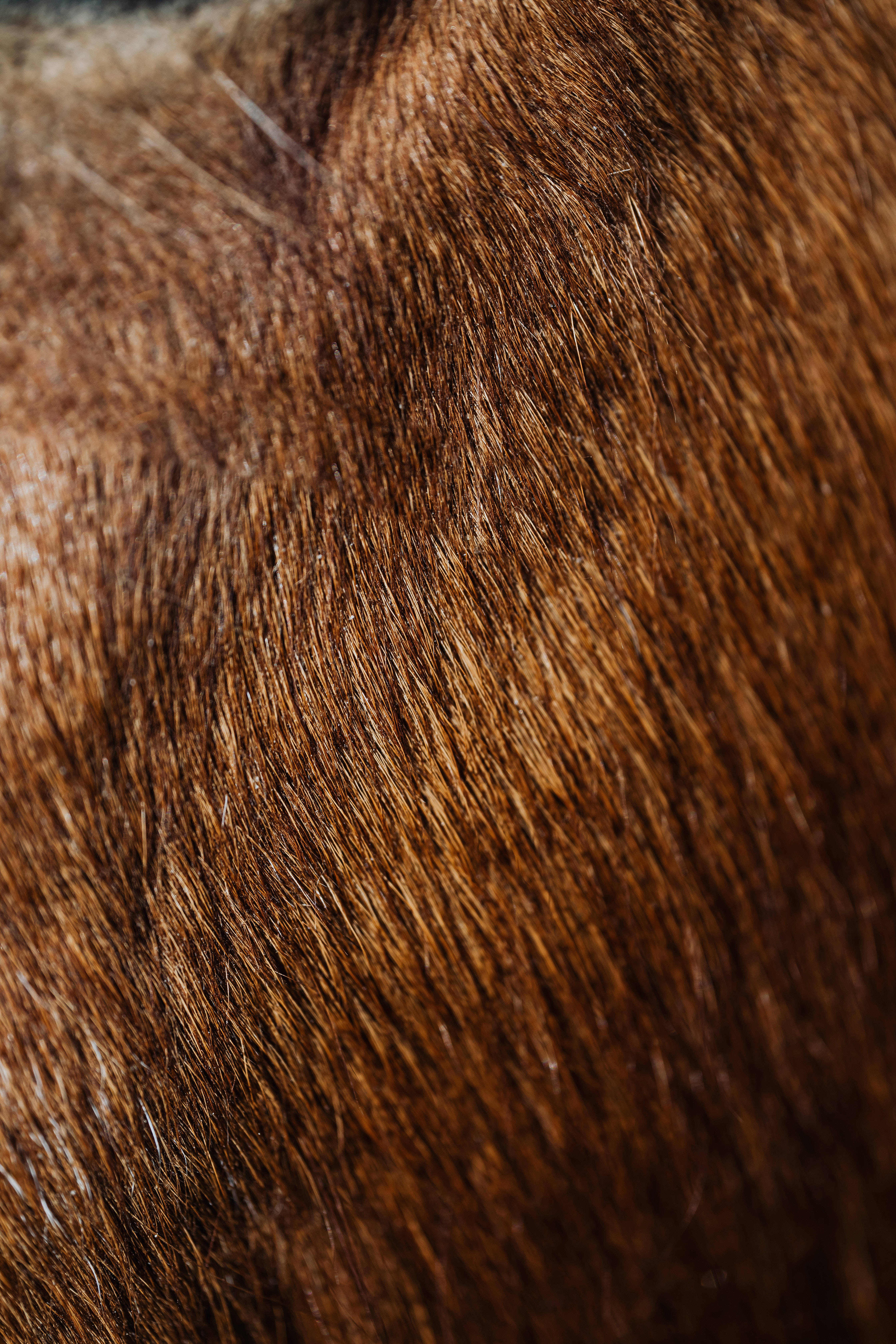 brown fur, textured fur surface, fine strands, 5K Phone Wallpaper