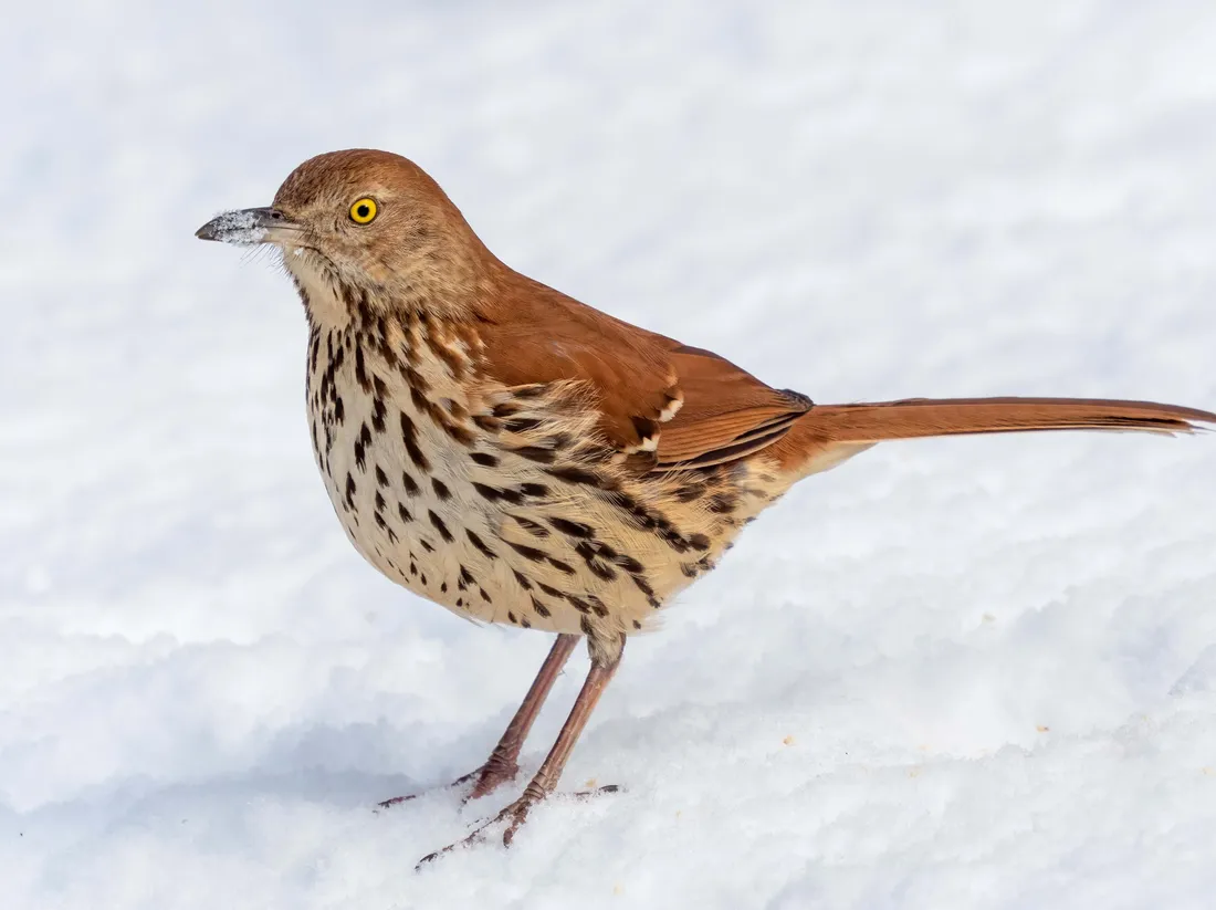 Brown Thrasher
