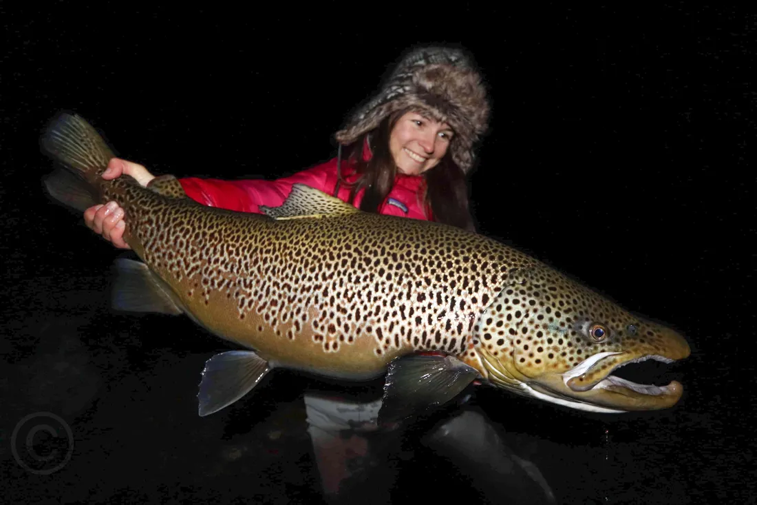 Brown Trout