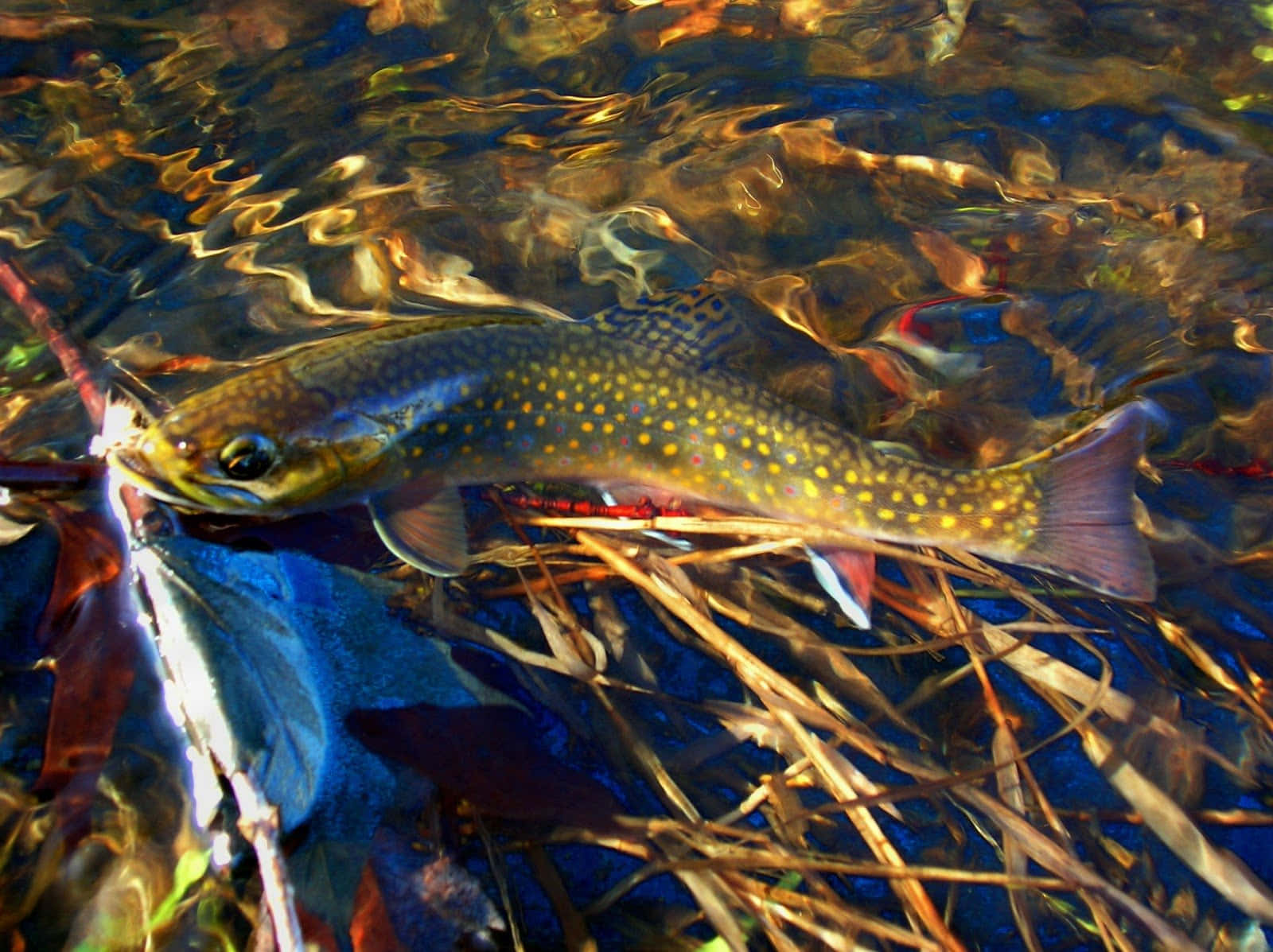 Brown Trout, clear water, sunlit riverbed grasses, HD Desktop Wallpaper