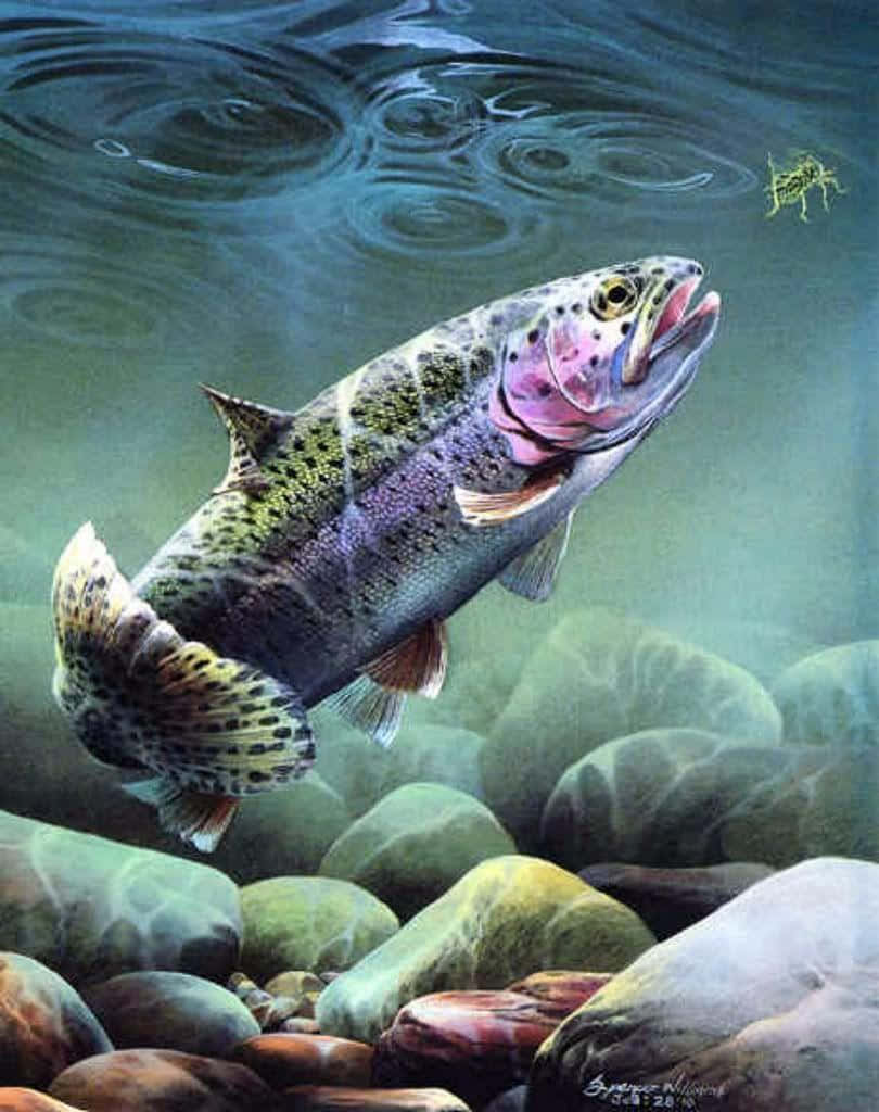 Brown Trout, 810 x 1024, Crystal Clear River, SD Phone Wallpaper