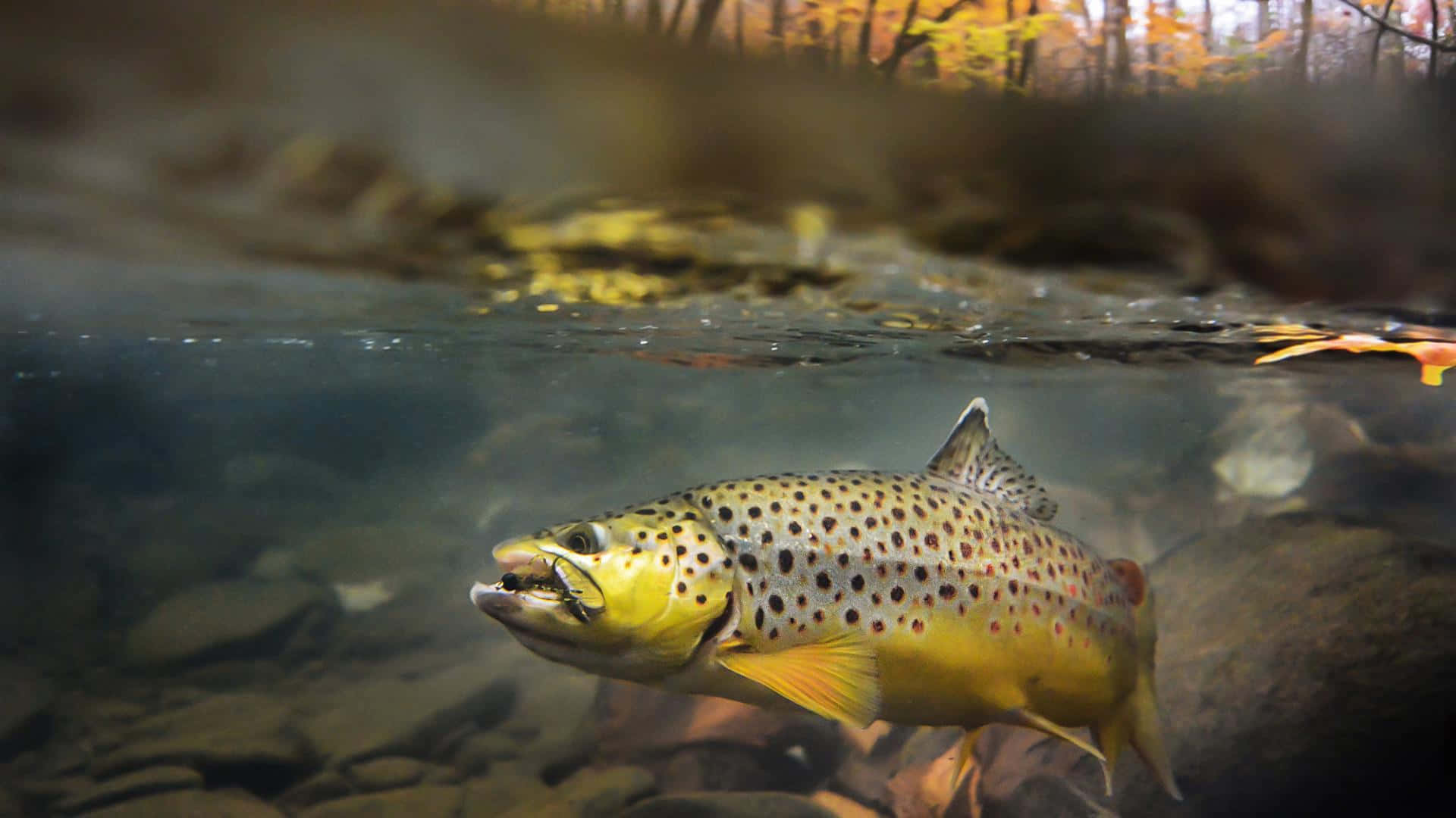 Brown Trout, autumn leaves, forested riverbank, Full HD Desktop Wallpaper