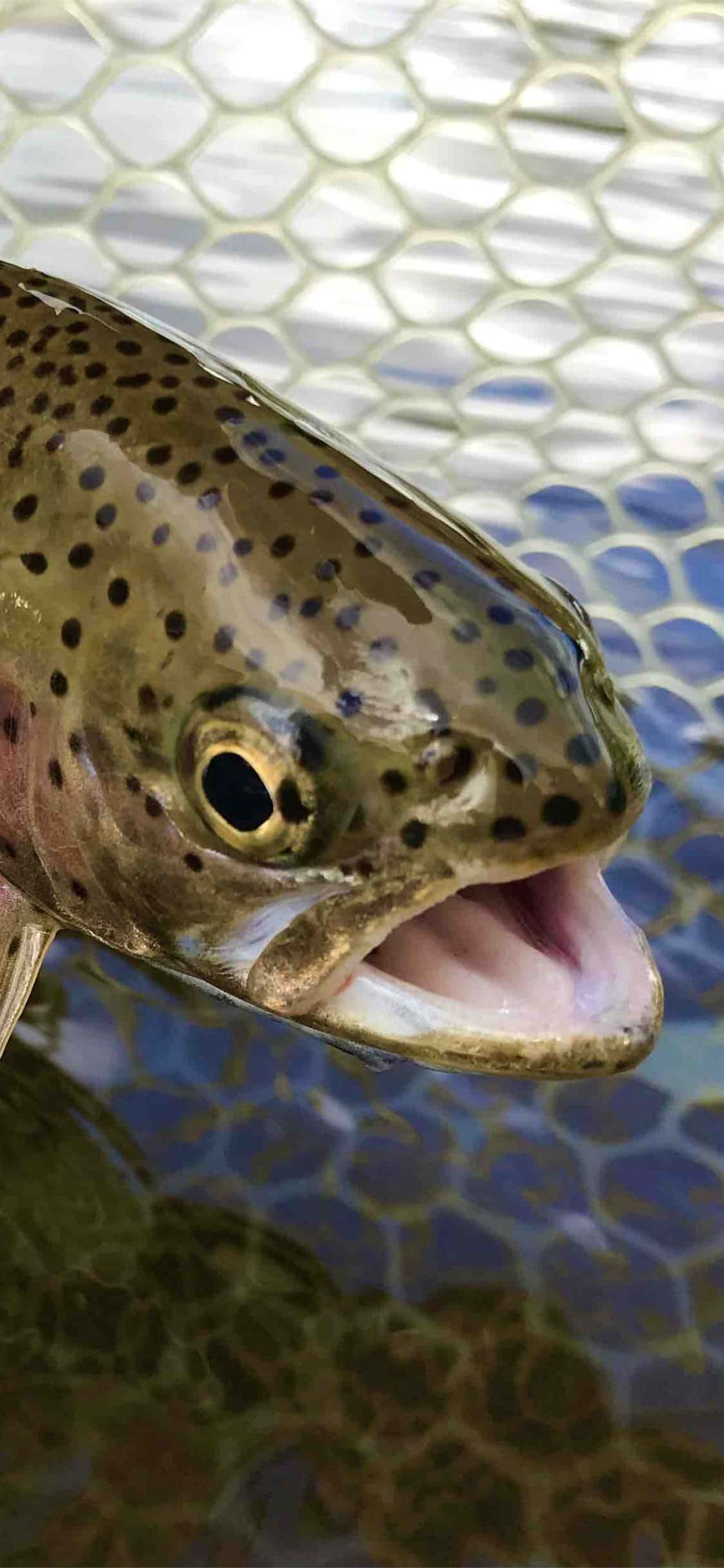 Brown Trout, 1125 x 2436, hexagonal mesh background, Full HD Phone Wallpaper