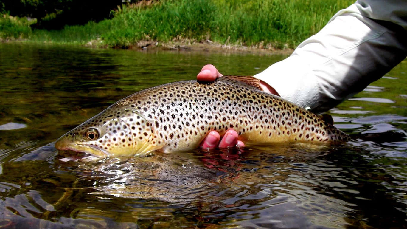 Brown Trout, crystal clear stream, clear river water, HD Desktop Wallpaper