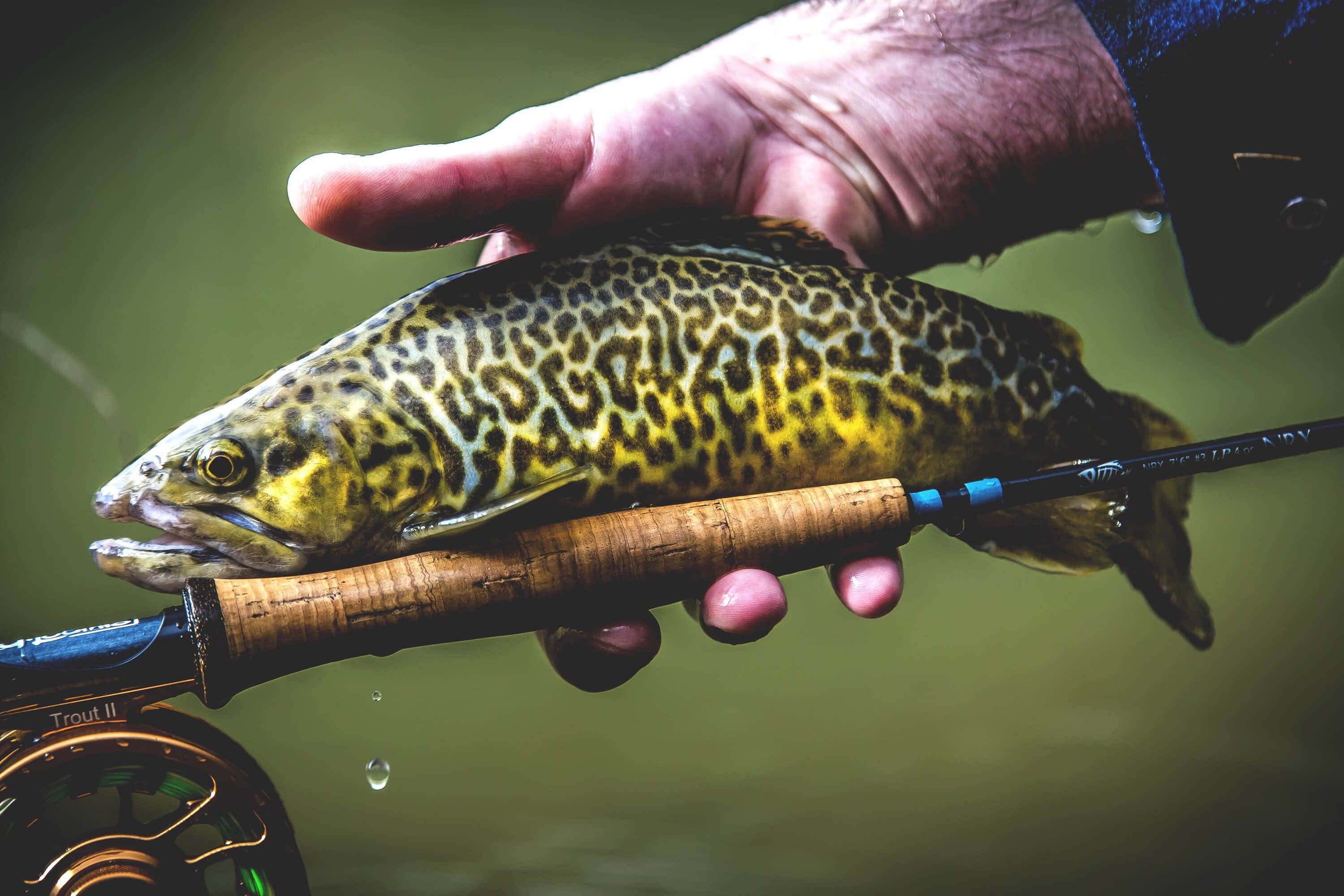 Brown Trout, spotted trout, fly fishing rod, 2K Desktop Wallpaper