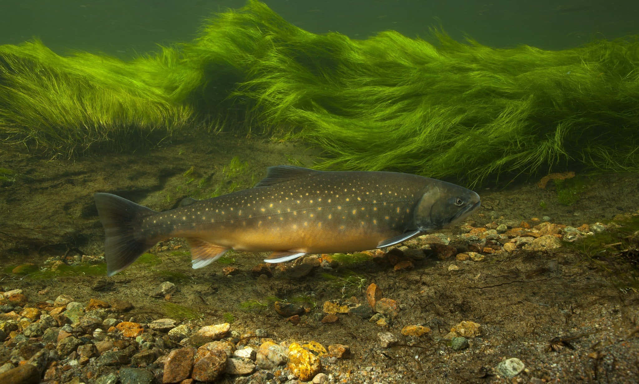 Brown Trout, rocky riverbed, crystal clear waters, Full HD Desktop Wallpaper