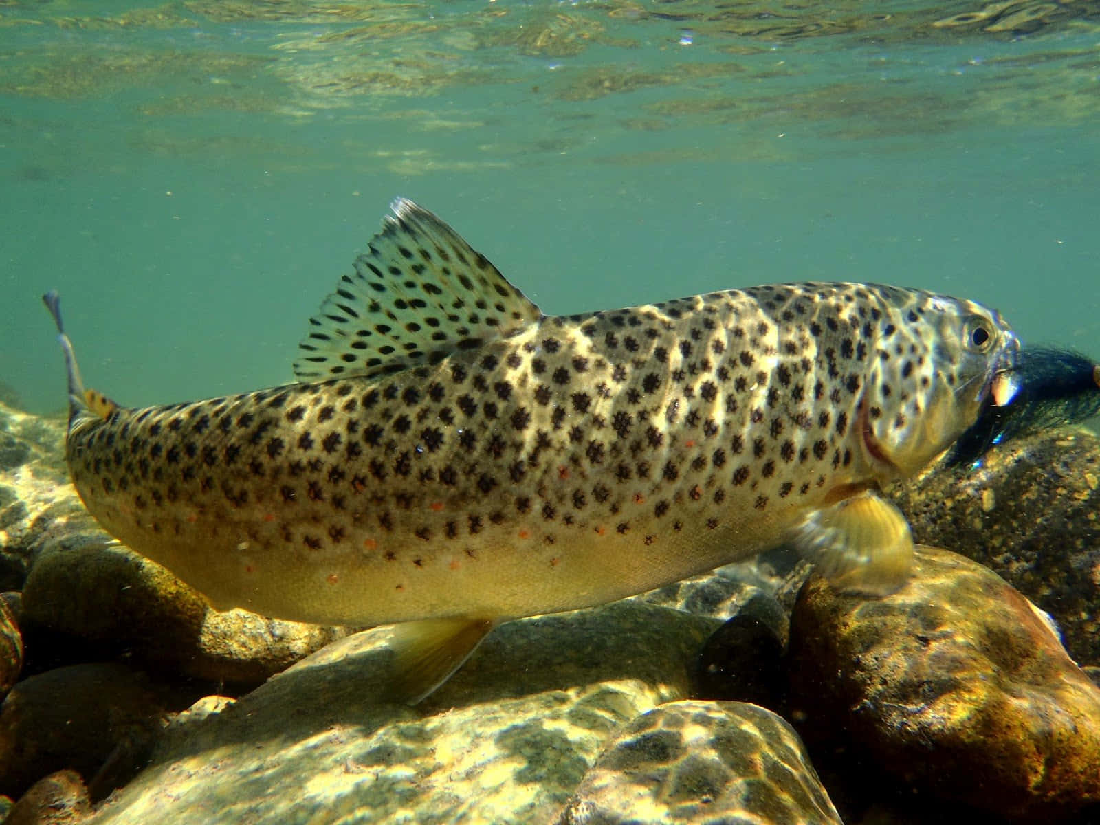 Brown Trout, sunlit river rocks, clear turquoise water, HD Desktop Wallpaper