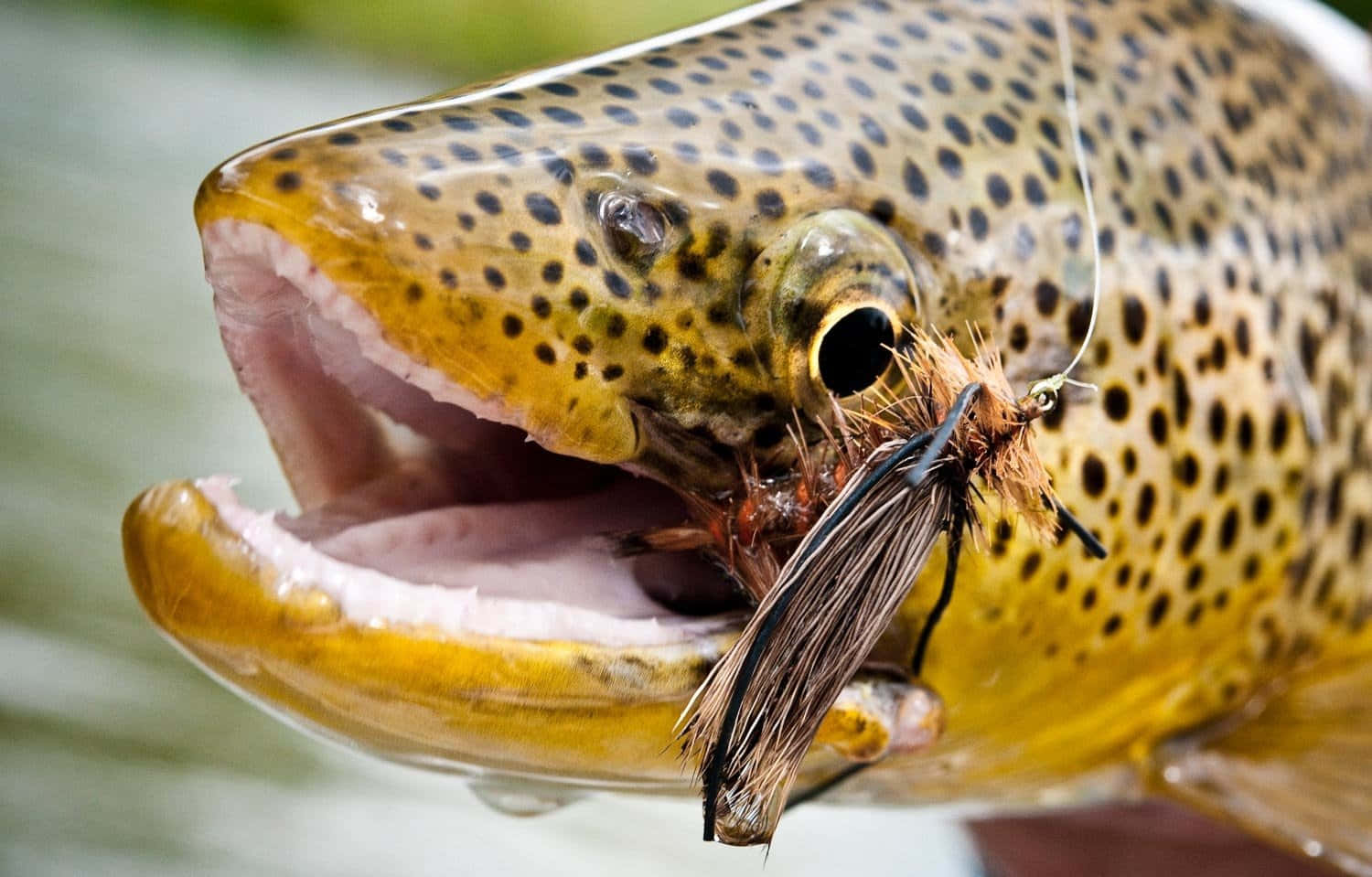 Brown Trout, spotted trout, crystal clear water, HD Desktop Wallpaper
