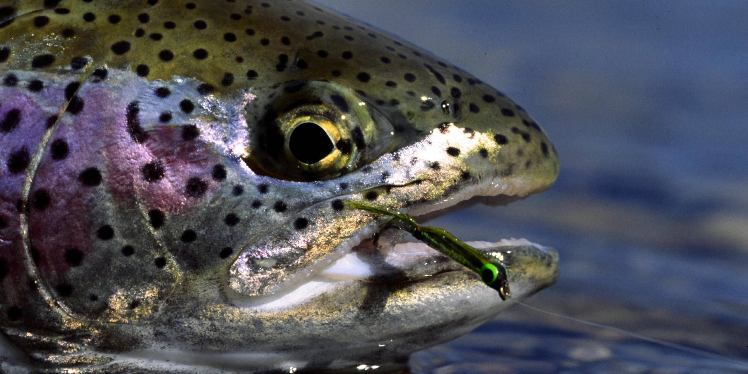 Green Black Trout, rainbow trout, iridescent scales, Full HD Desktop Wallpaper
