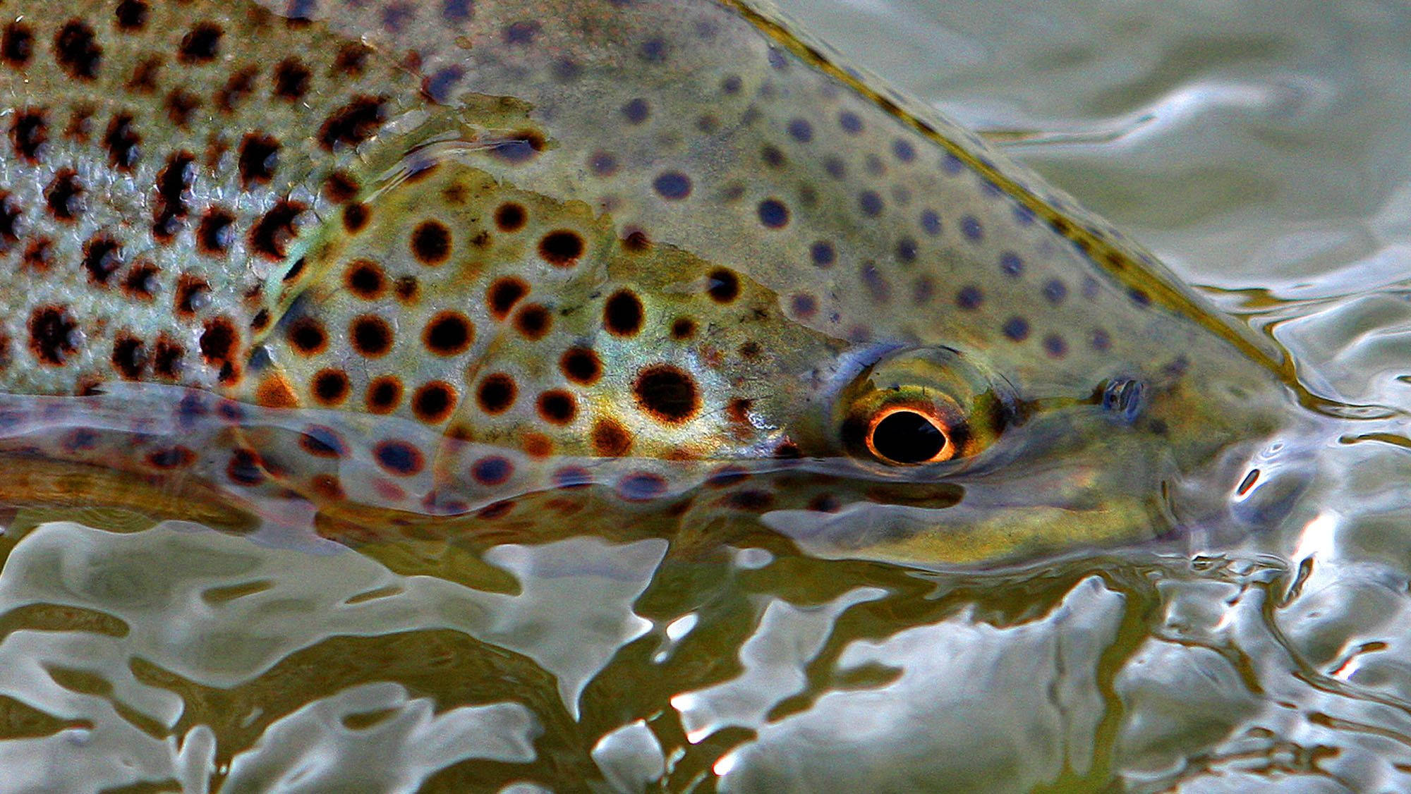 neon green trout, spotted trout, ripling water, Full HD Desktop Wallpaper