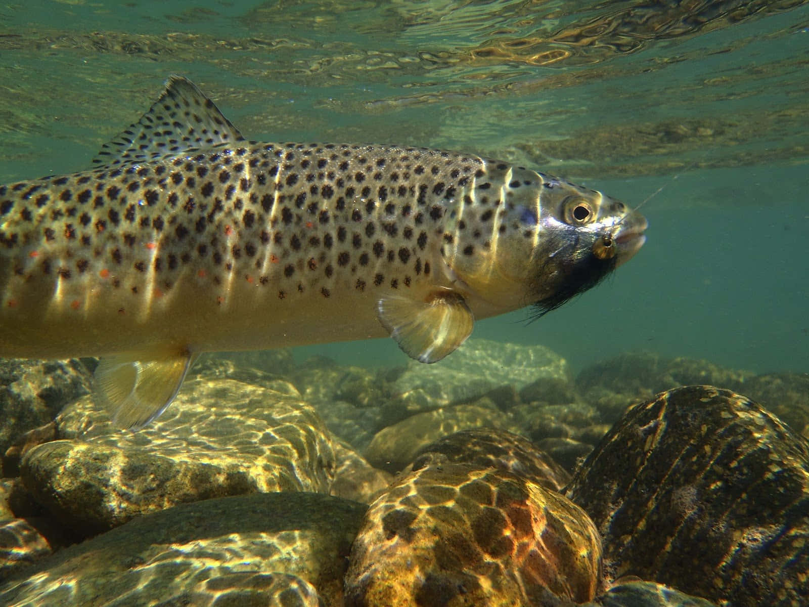 Brown Trout, sunlit river rocks, clear water, HD Desktop Wallpaper