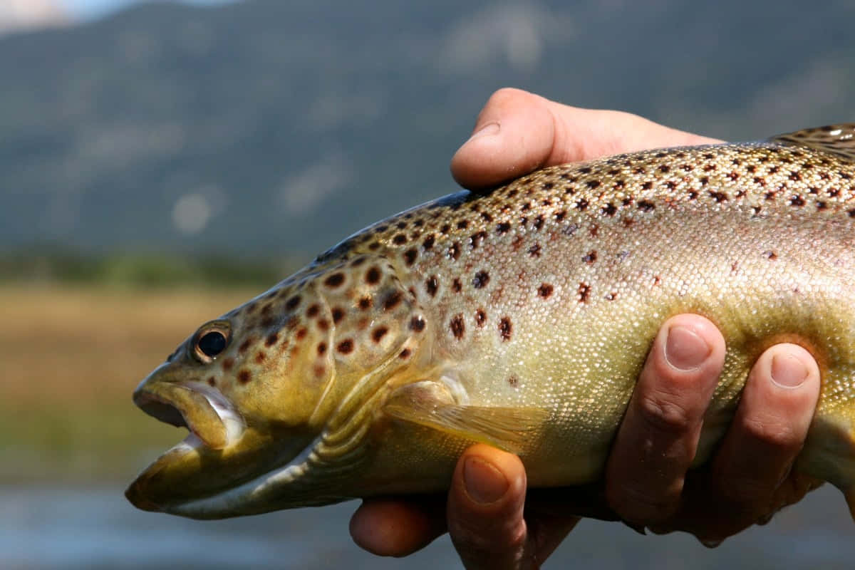 Brown Trout, spotted brown trout, crystal clear waters, SD Desktop Wallpaper