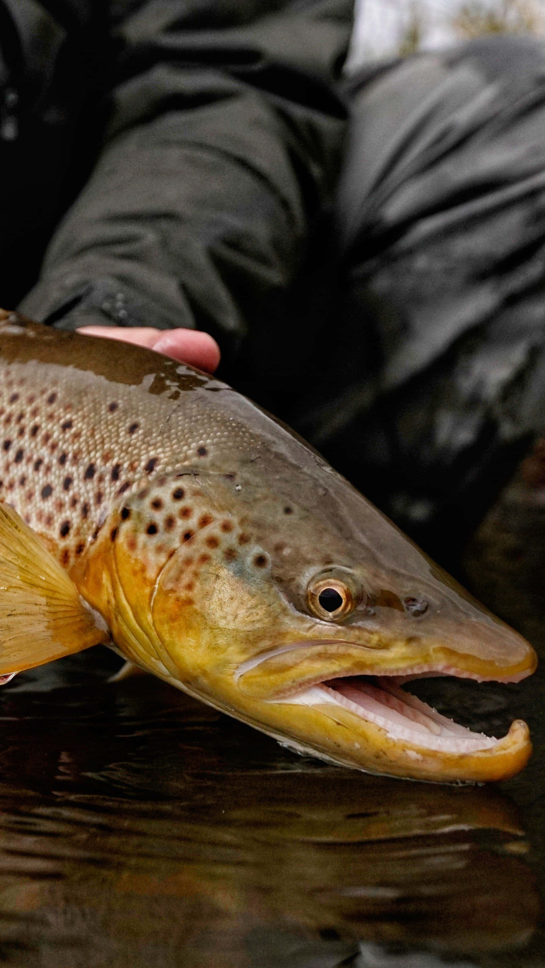 Brown Trout, spotted scales, open mouth, 2K Phone Wallpaper