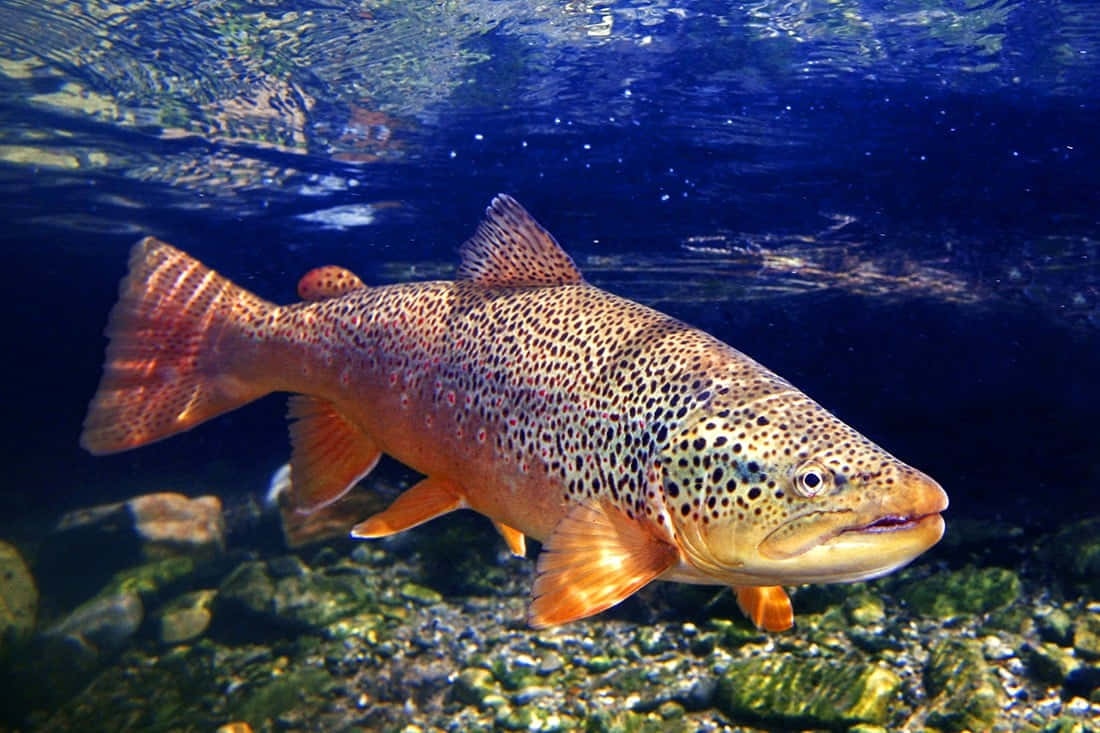 brown trout, crystal-clear waters, sunlit river rocks, SD Desktop Wallpaper