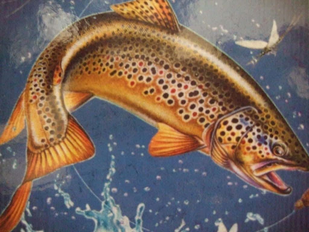 Brown Trout, crystal clear waters, deep blue water, SD Desktop Wallpaper