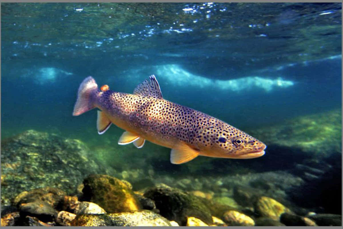 Brown Trout, clear blue-green water, sunlit river rocks, SD Desktop Wallpaper
