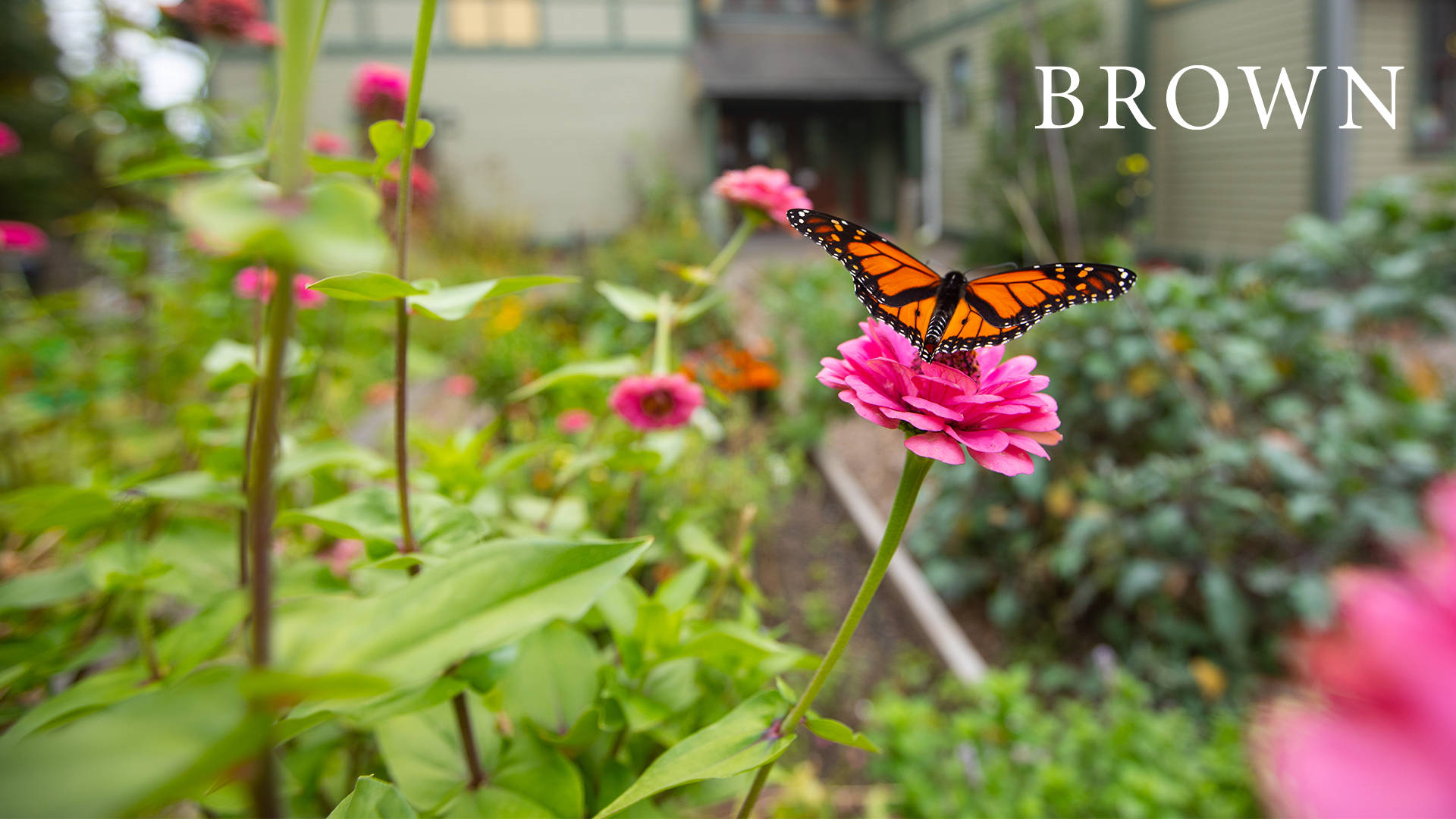 Brown University, garden, monarch butterfly, Full HD Desktop Wallpaper