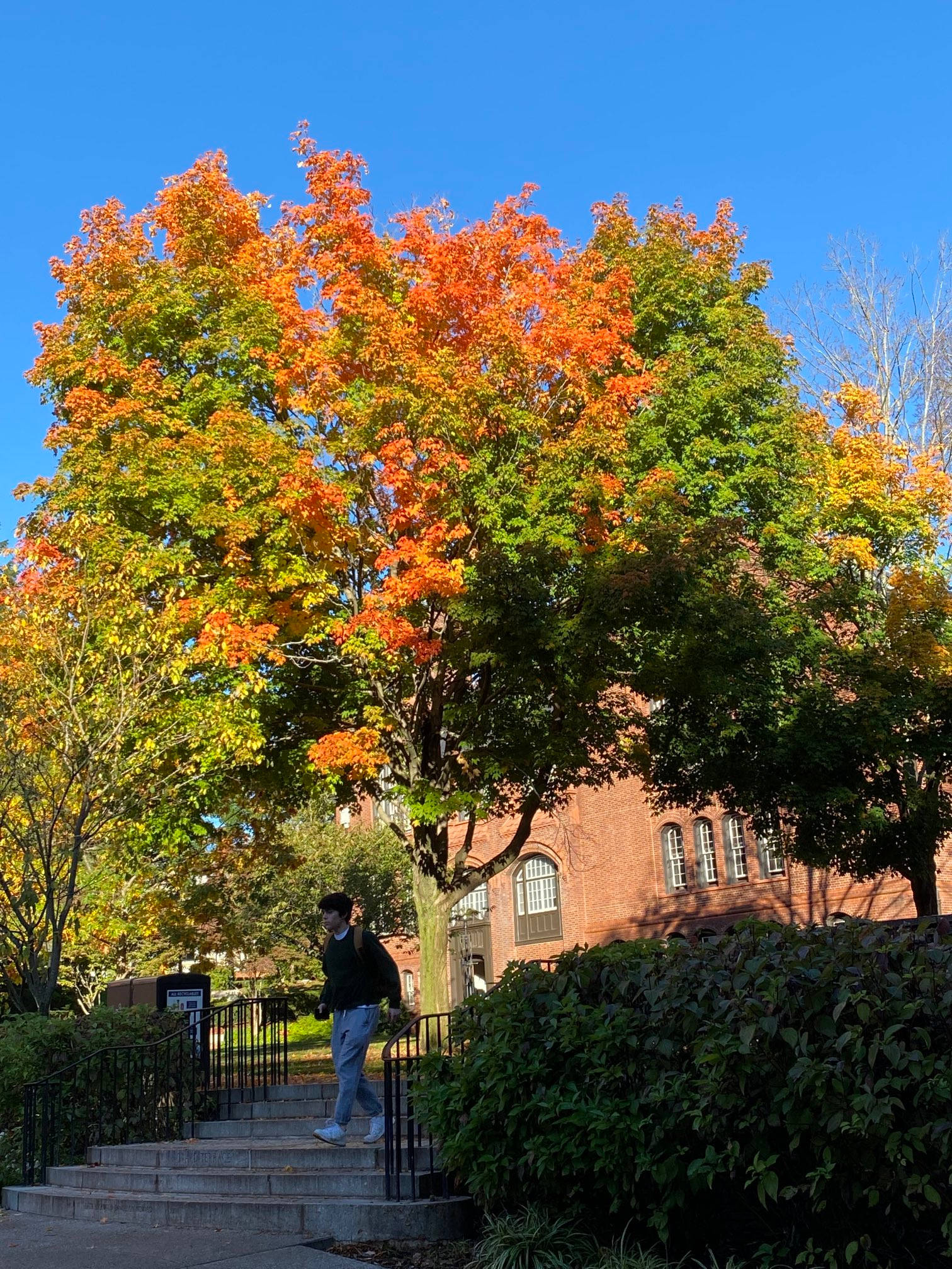 Brown University, stone steps, autumn tree, Full HD Phone Wallpaper