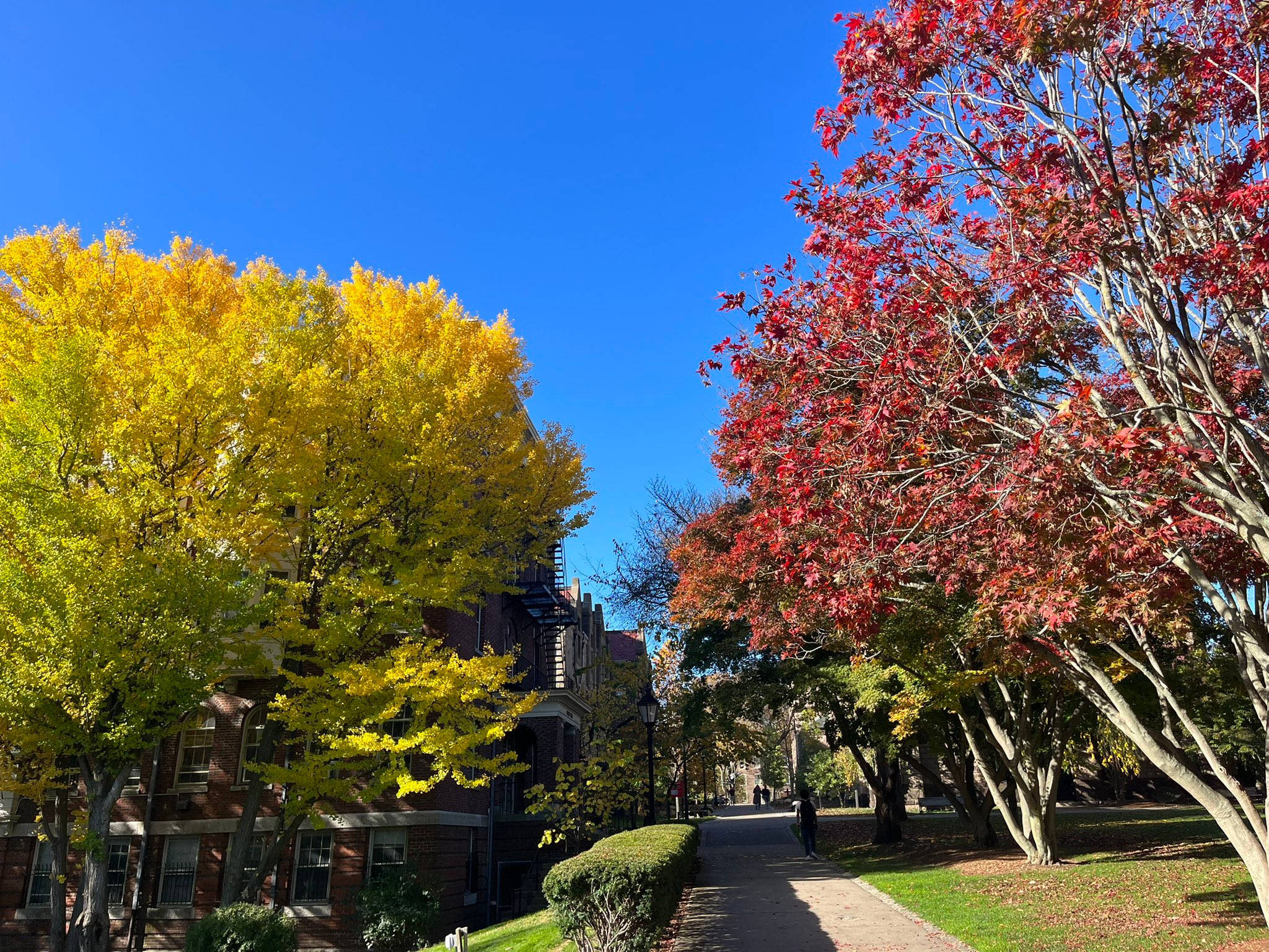 Brown University, autumn pathway, fiery red trees, Full HD Desktop Wallpaper