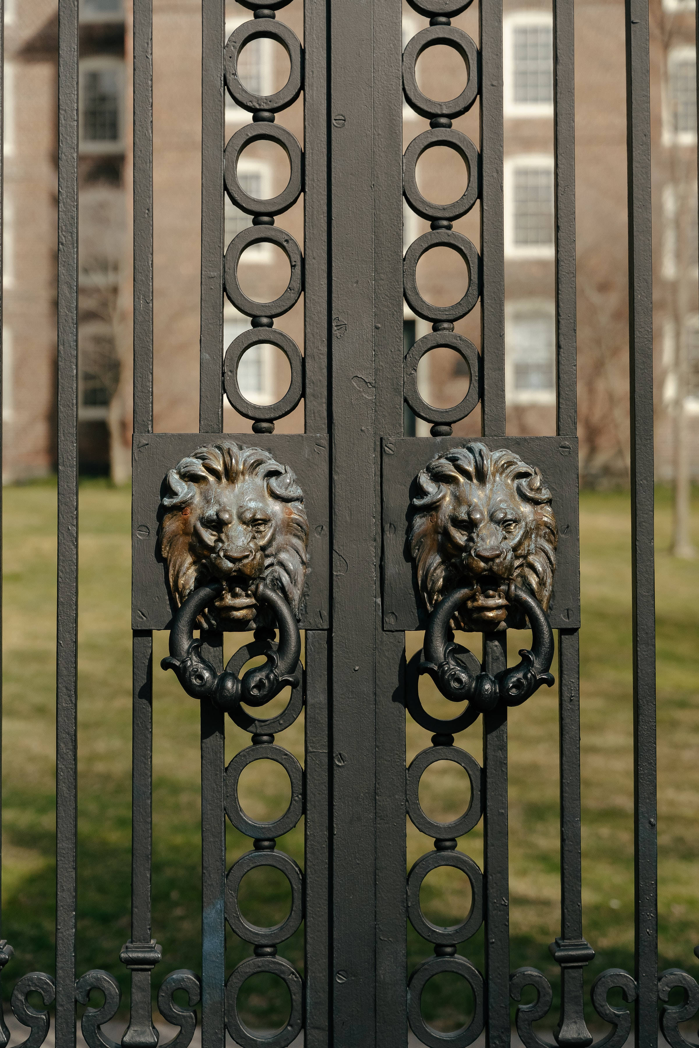 Brown University, black iron gate, lion head knockers, 2K Phone Wallpaper