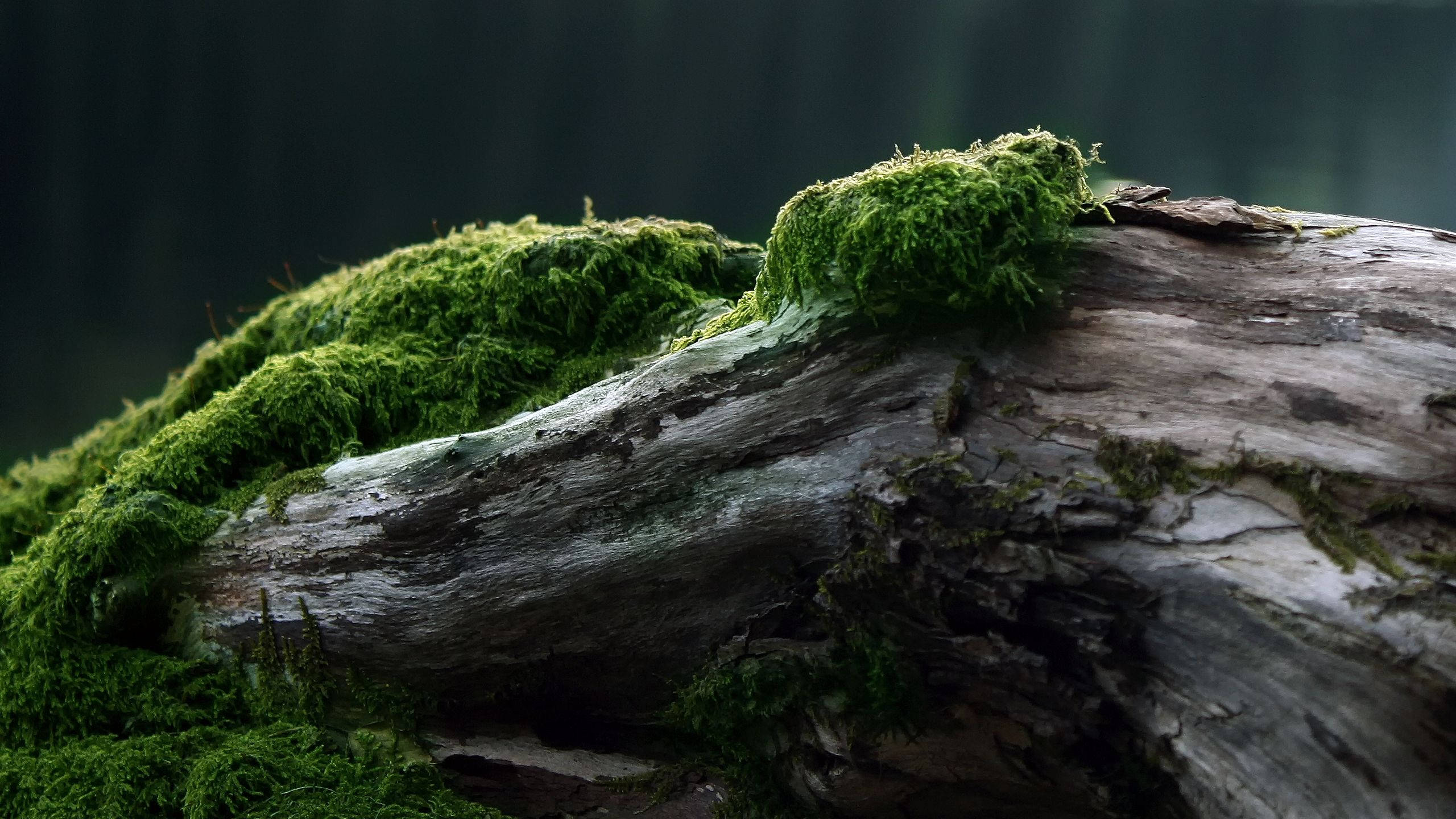 aged wood, moss, misty forest, 2K Desktop Wallpaper