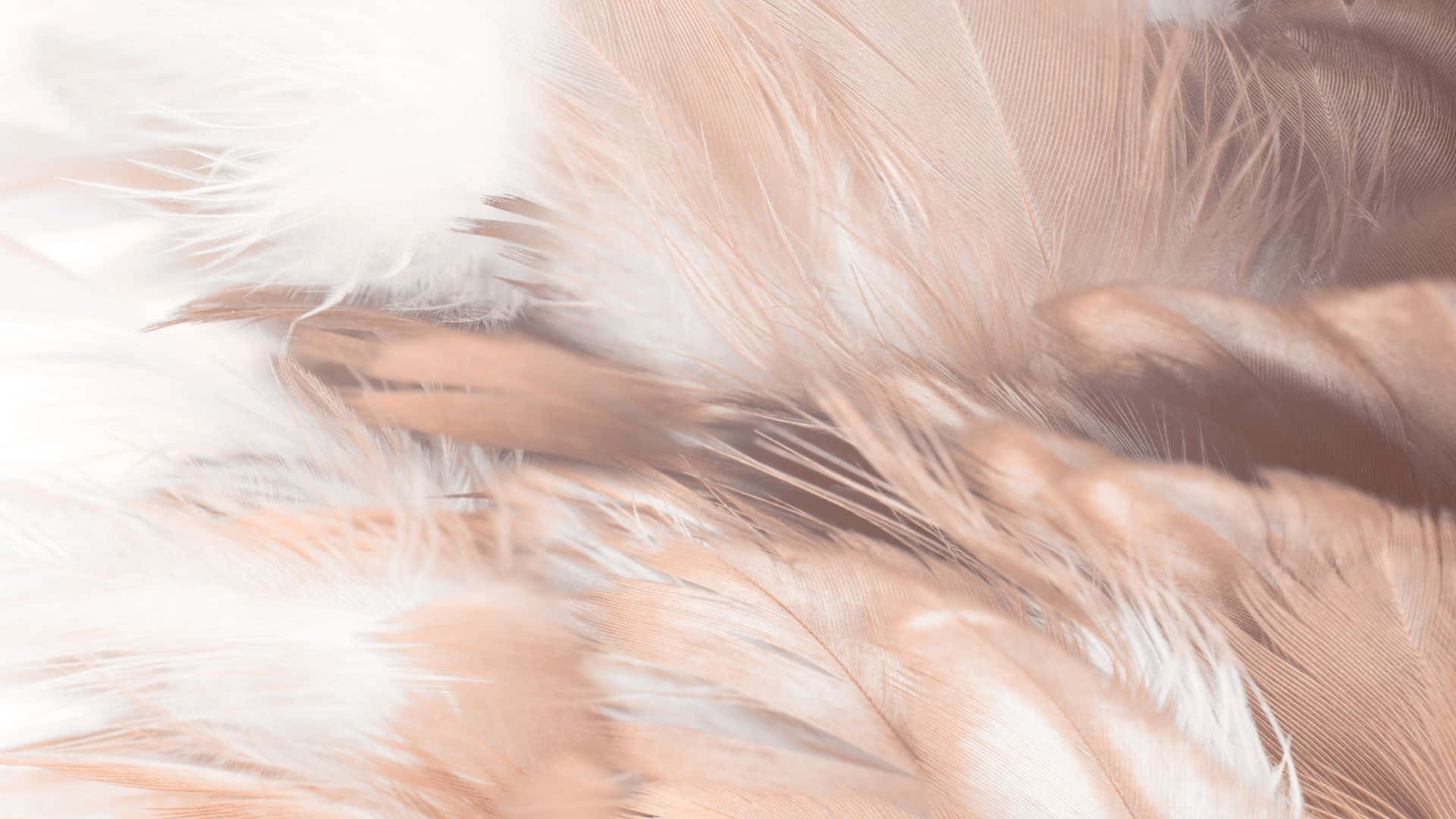 brown pastel aesthetic, peach, white, Full HD Desktop Wallpaper