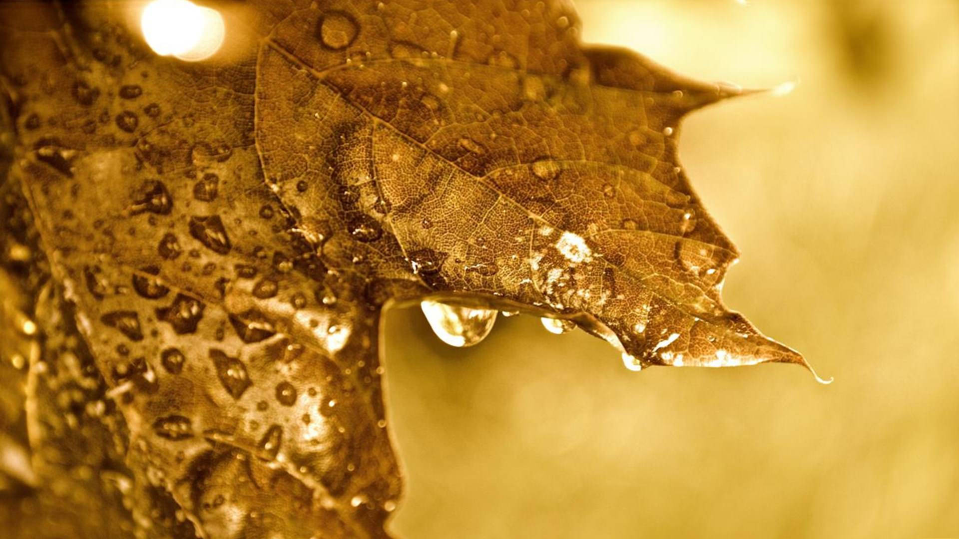 golden-brown maple leaf, dewdrops, soft blurred background, Full HD Desktop Wallpaper