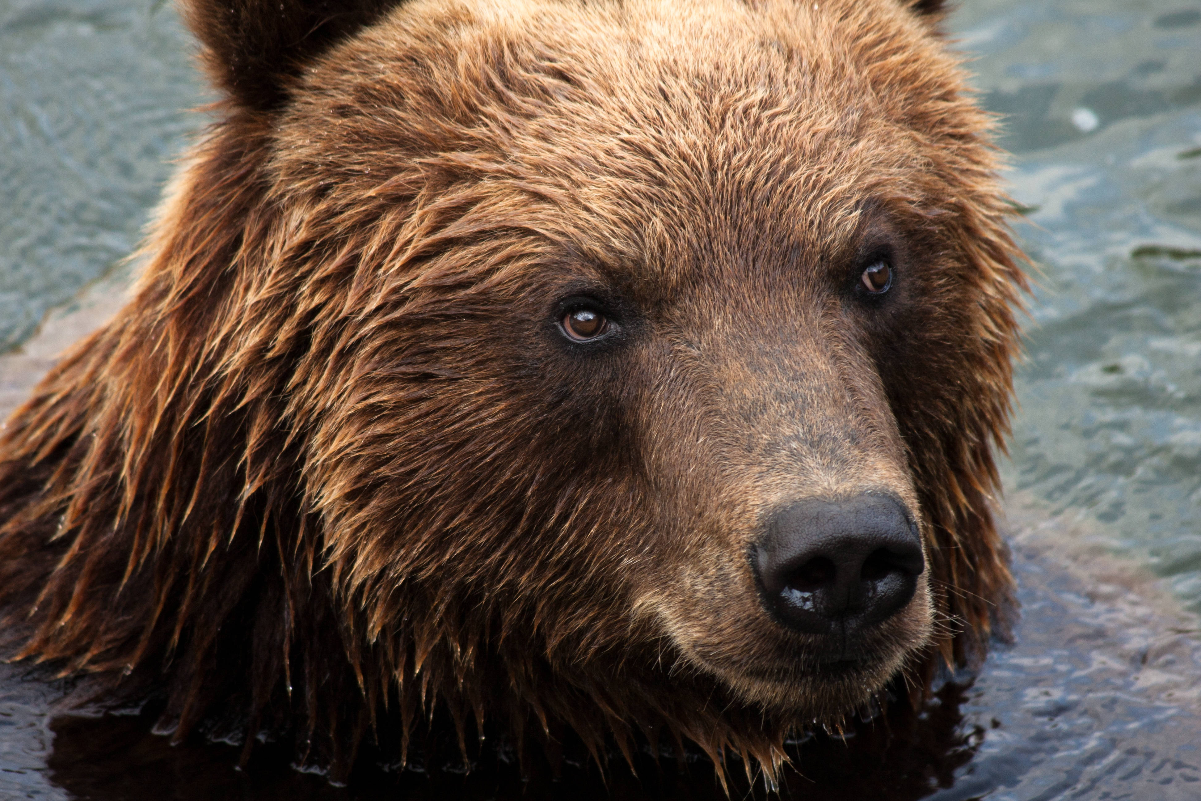 brown bear, water, ripling water, 4K Desktop Wallpaper