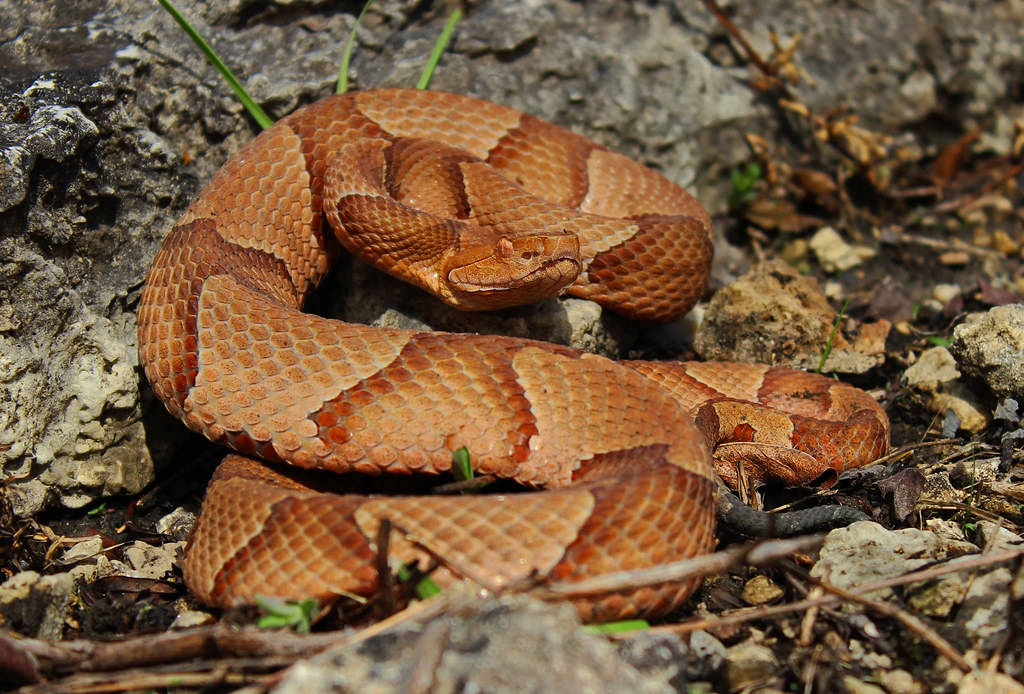 copperhead snake, russet brown scales, sunlit rocks, SD Desktop Wallpaper
