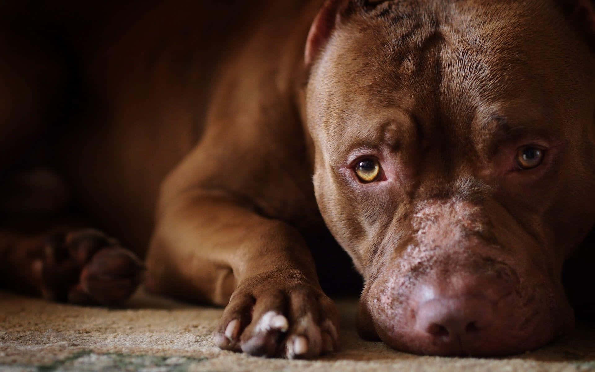 brown pit bull, textured floor, soulful eyes, Full HD Desktop Wallpaper