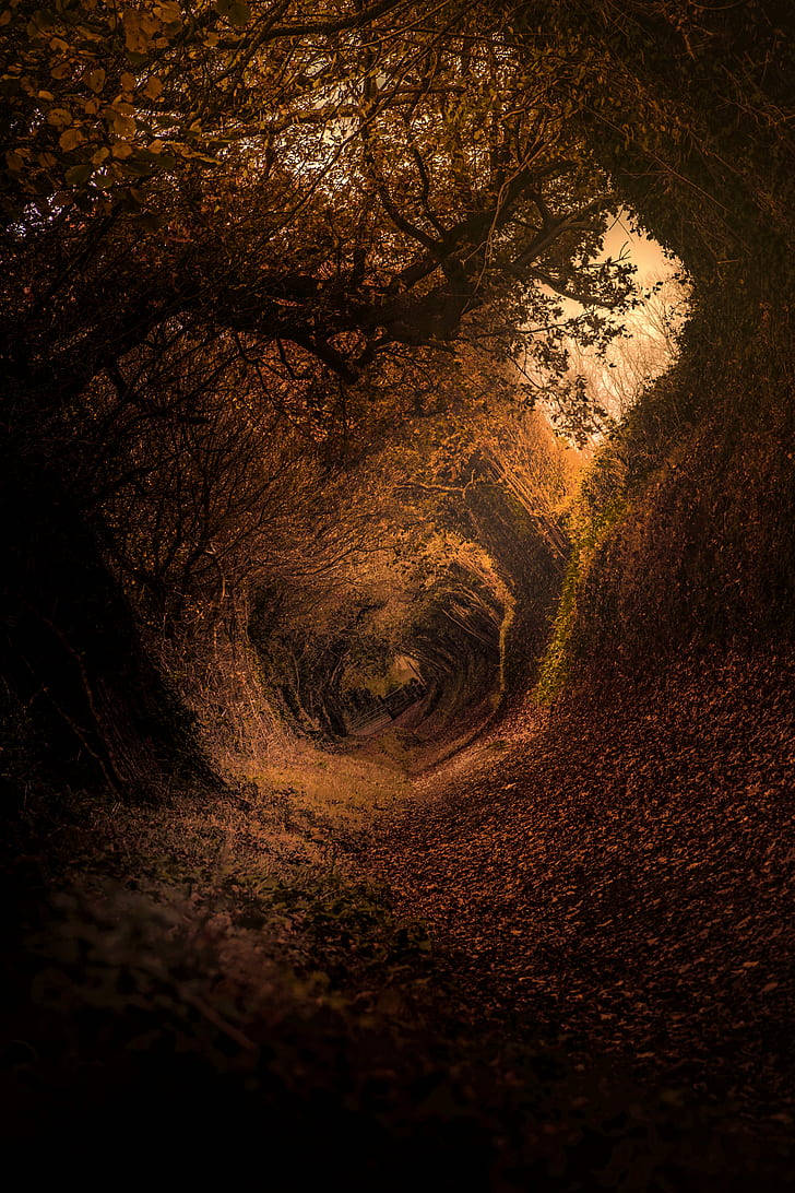 dark brown aesthetic, mystical forest pathway, autumn trees, SD Phone Wallpaper