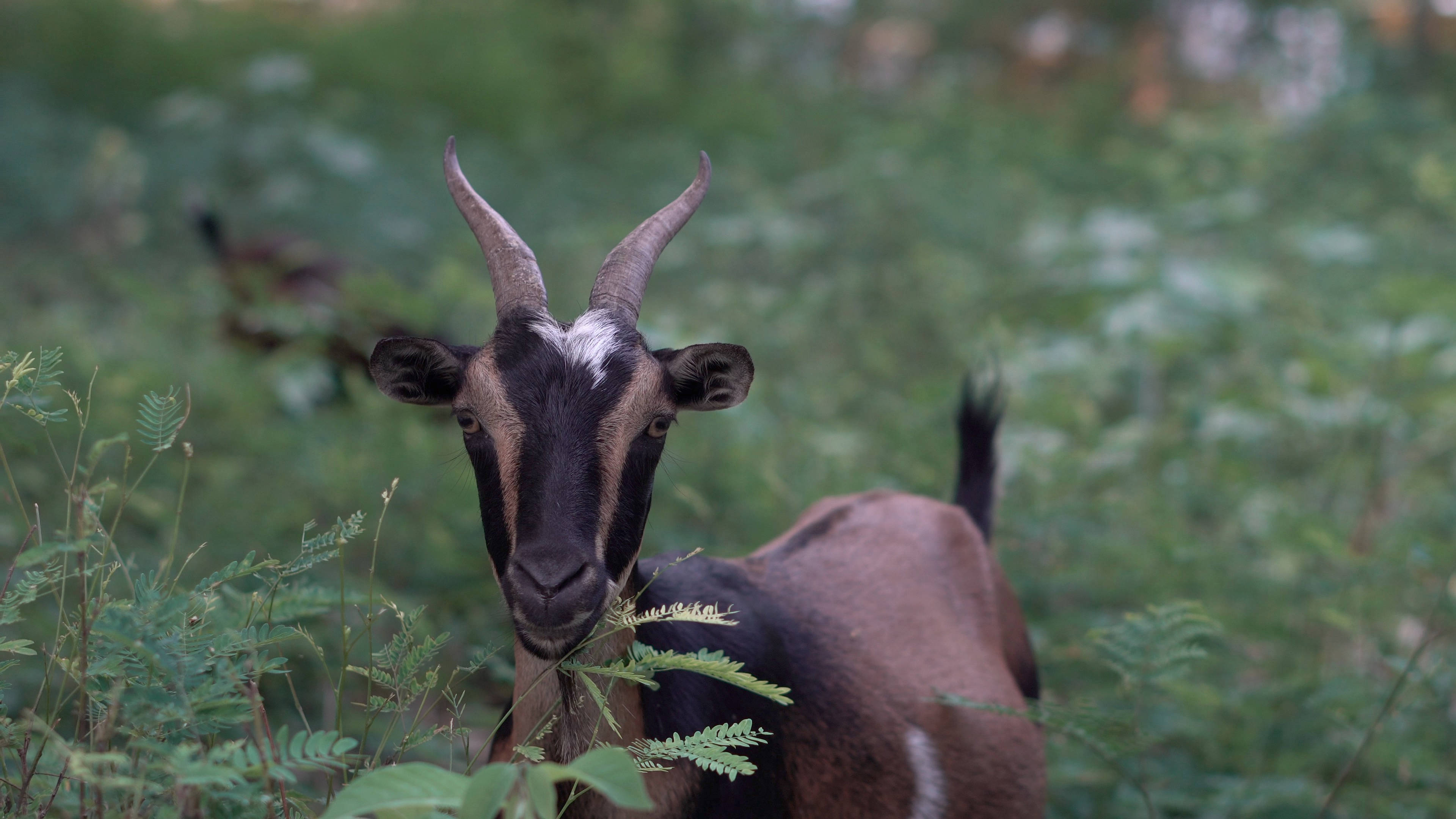 brown and black goat, curved horns, green ferns, 4K Desktop Wallpaper