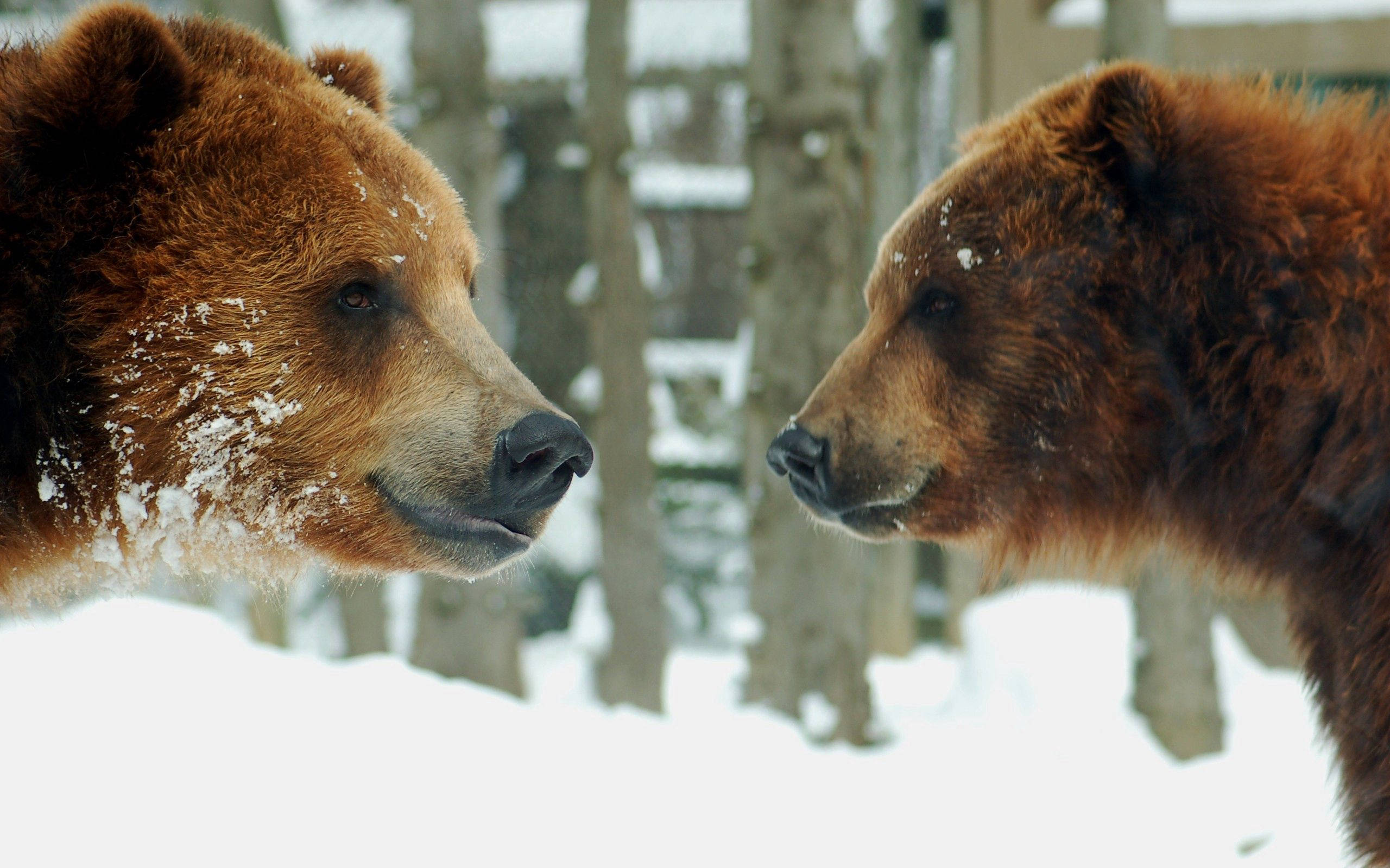 brown bears, snowy forest, snowflakes, 2K Desktop Wallpaper