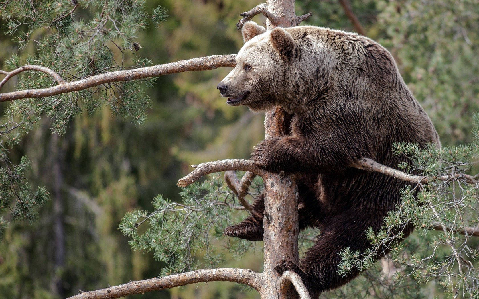 brown bear, pine tree branch, dense green forest, HD Desktop Wallpaper