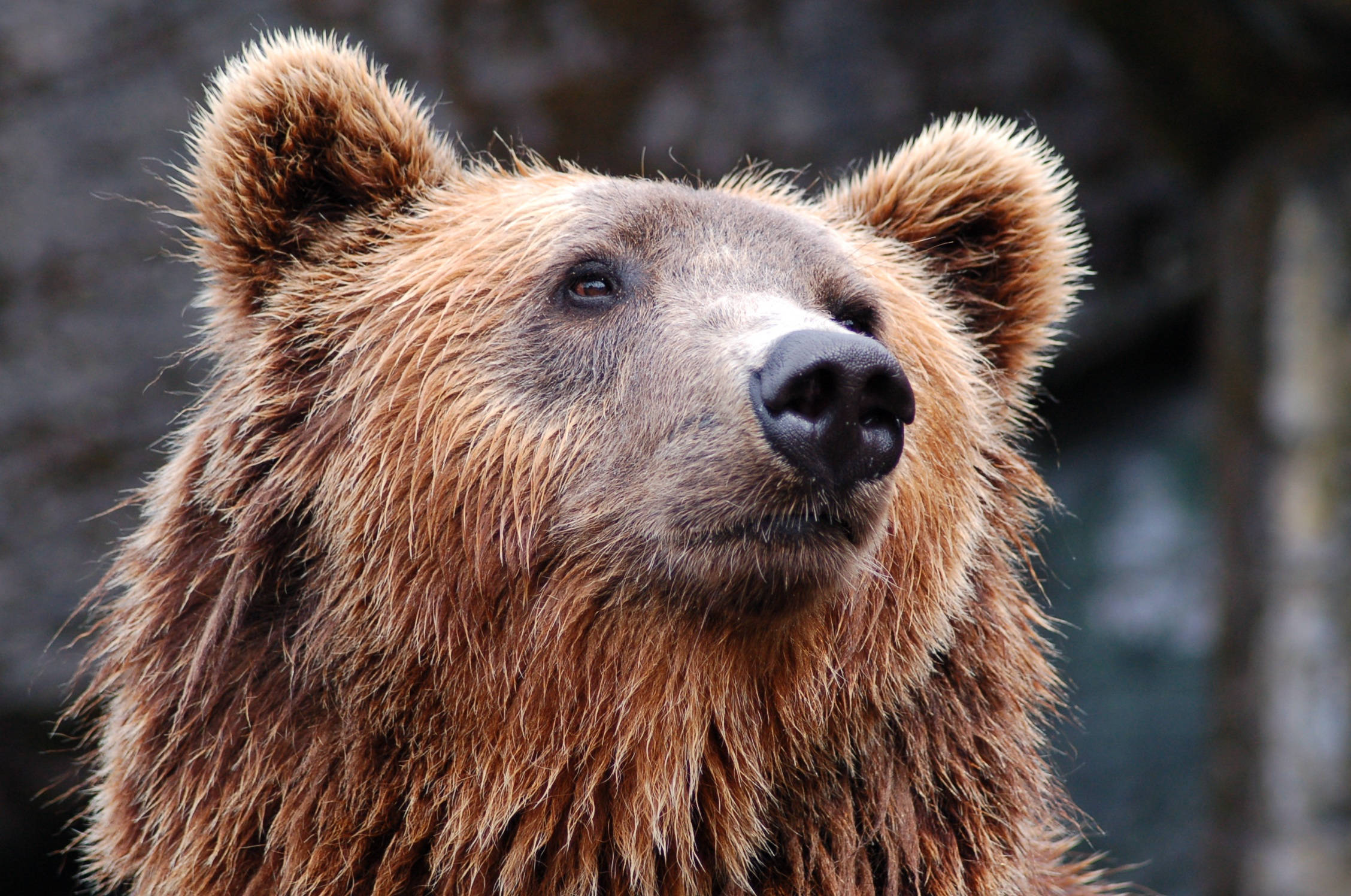 brown grizzly bear, adult brown grizzly bear, thick fur, Full HD Desktop Wallpaper