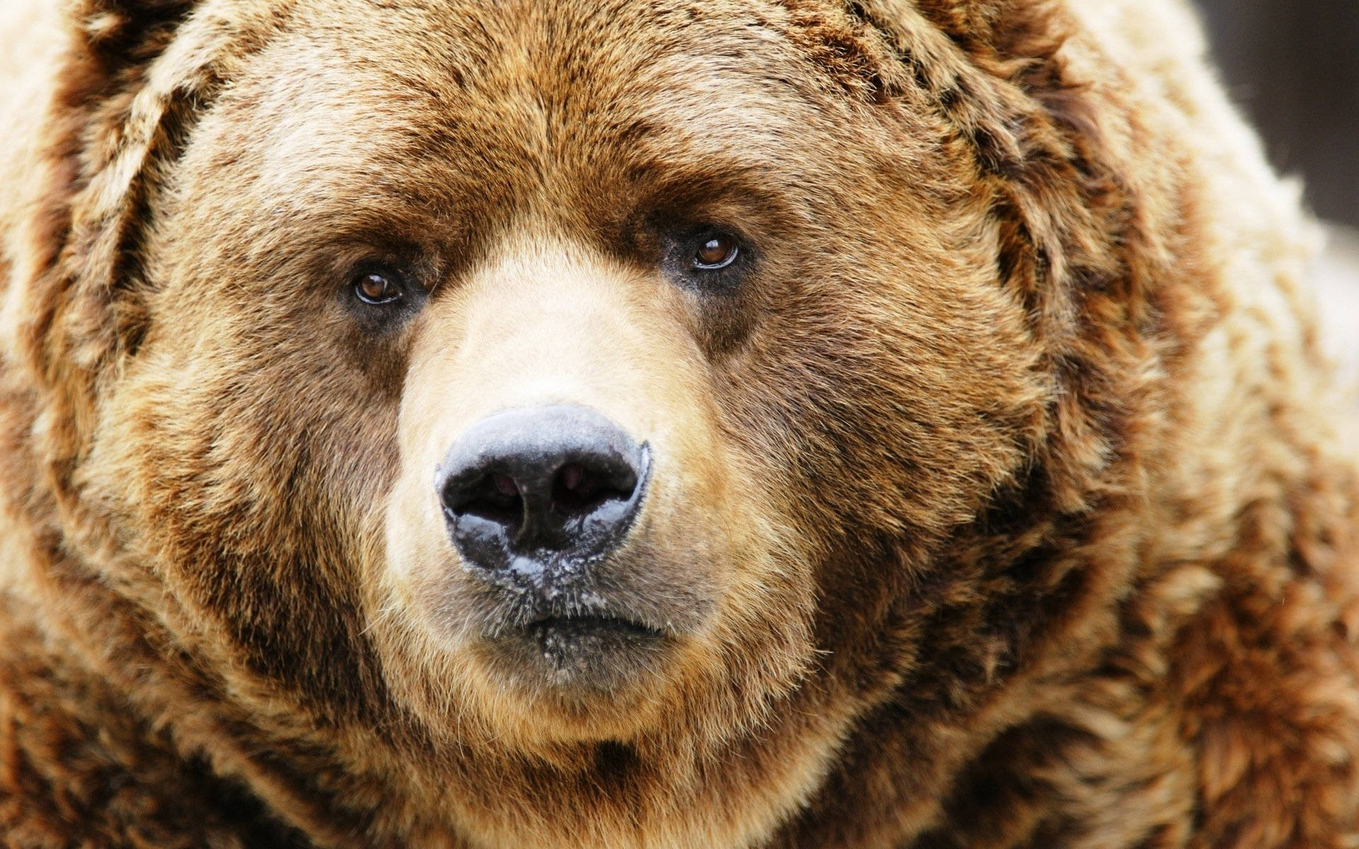 brown kodiak bear, massive brown bear, thick fur, Full HD Desktop Wallpaper