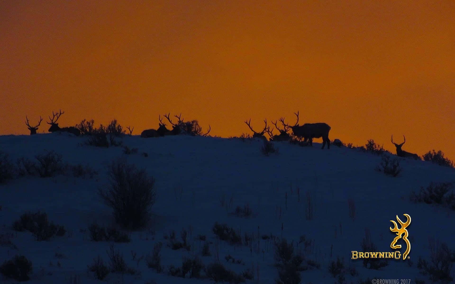 Browning Desktop, elk, massive antlers, Full HD Desktop Wallpaper